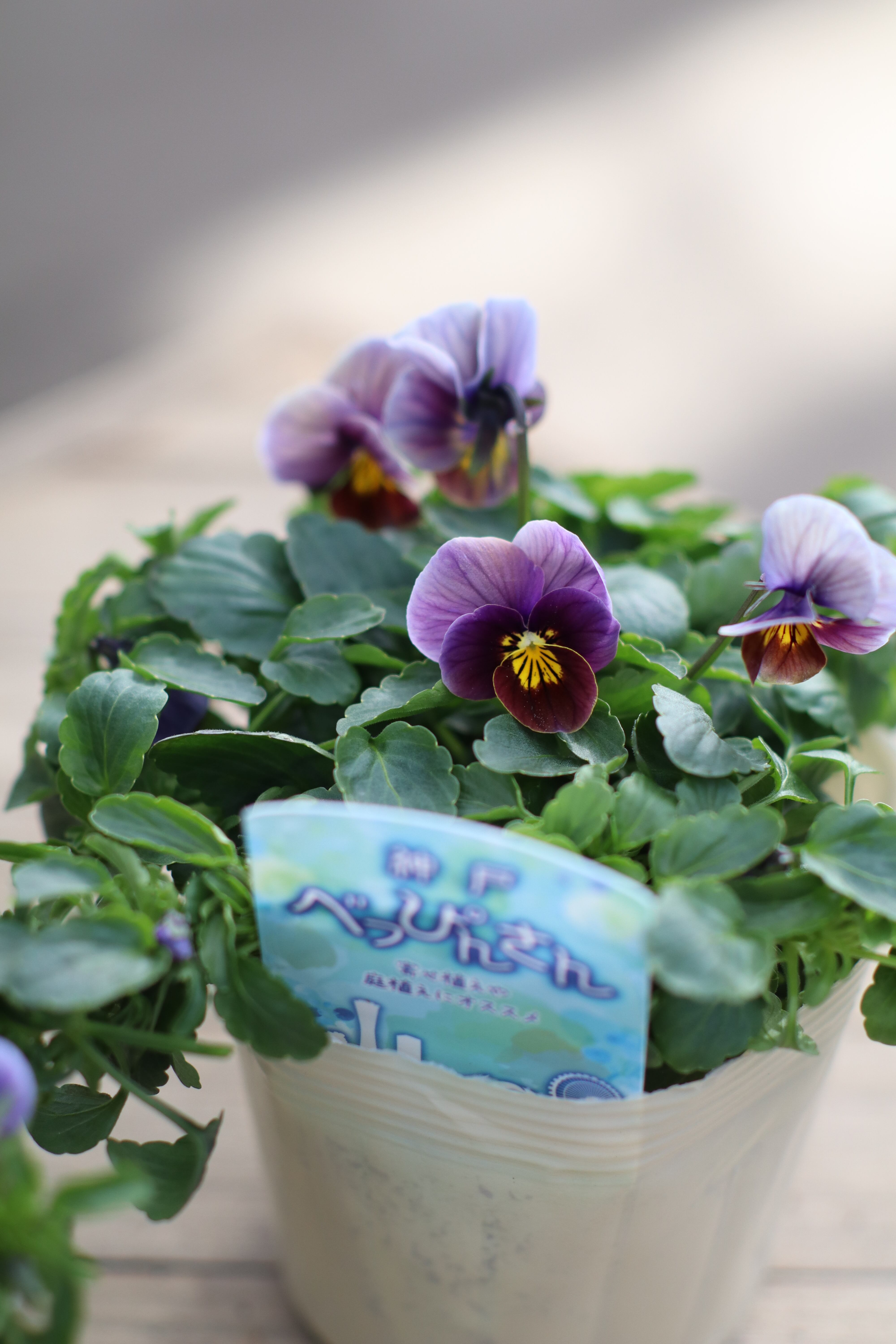 2026カレンダー【壁掛けタイプバスケット】 | オニ通