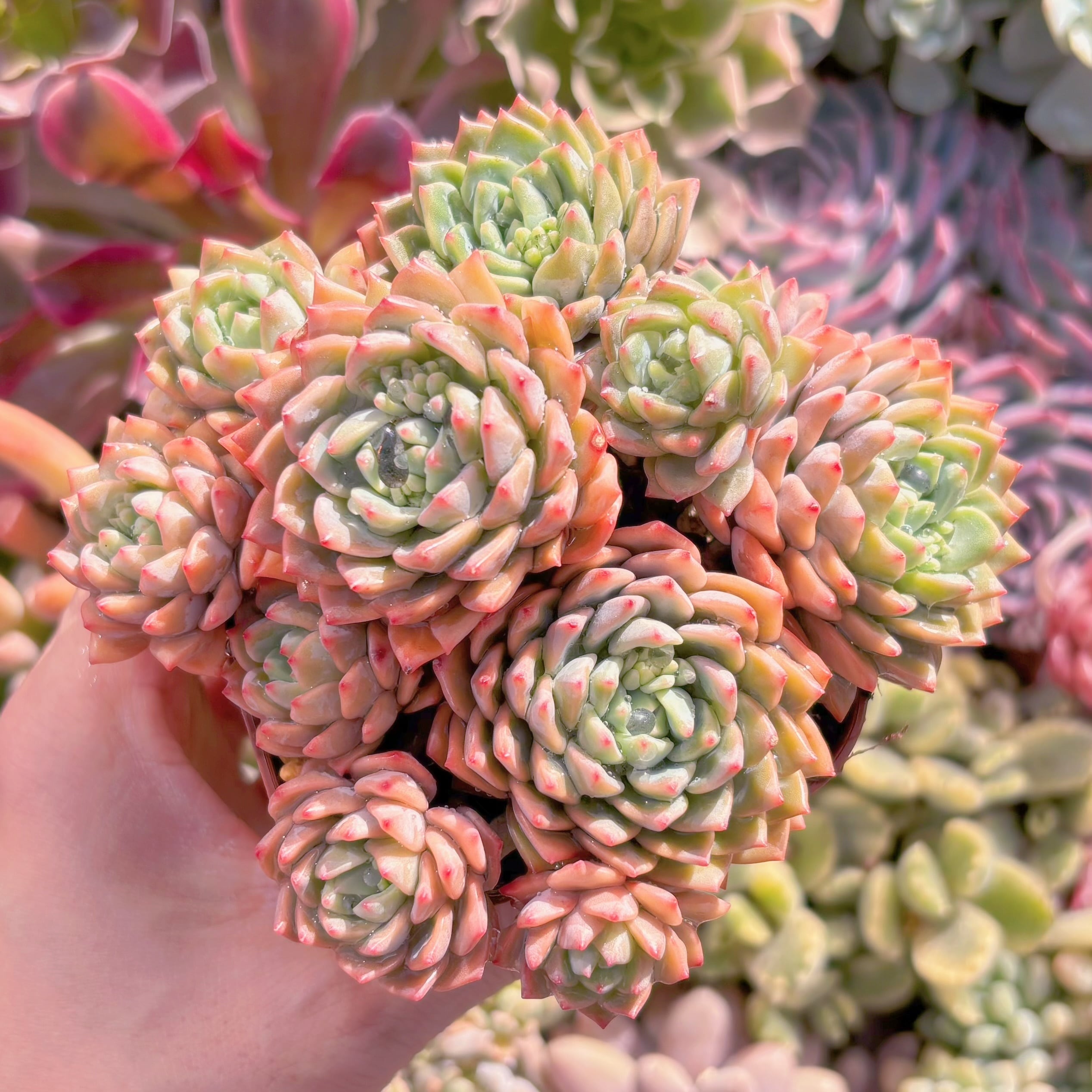 現品　沙羅姫蓮華#815　るる農園