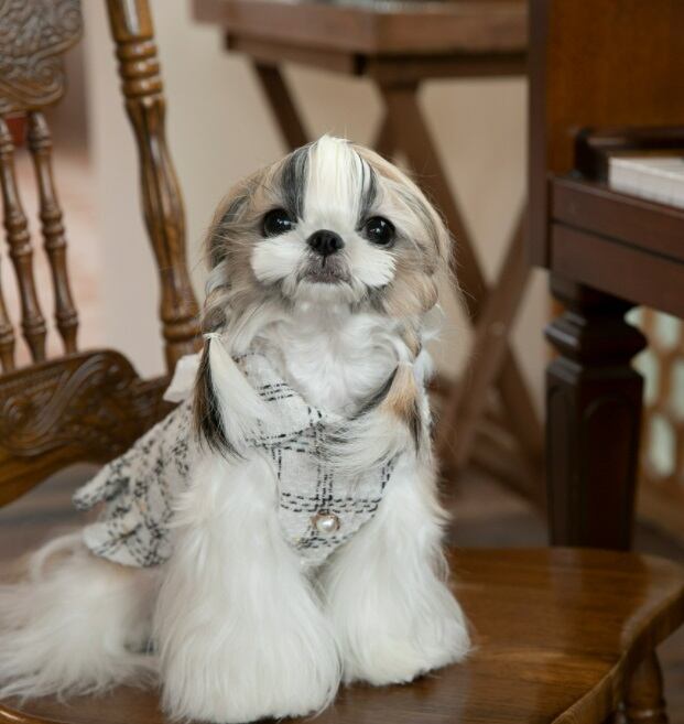 大人気 海外セレブ風ツイードワンピース 807 Candydogg