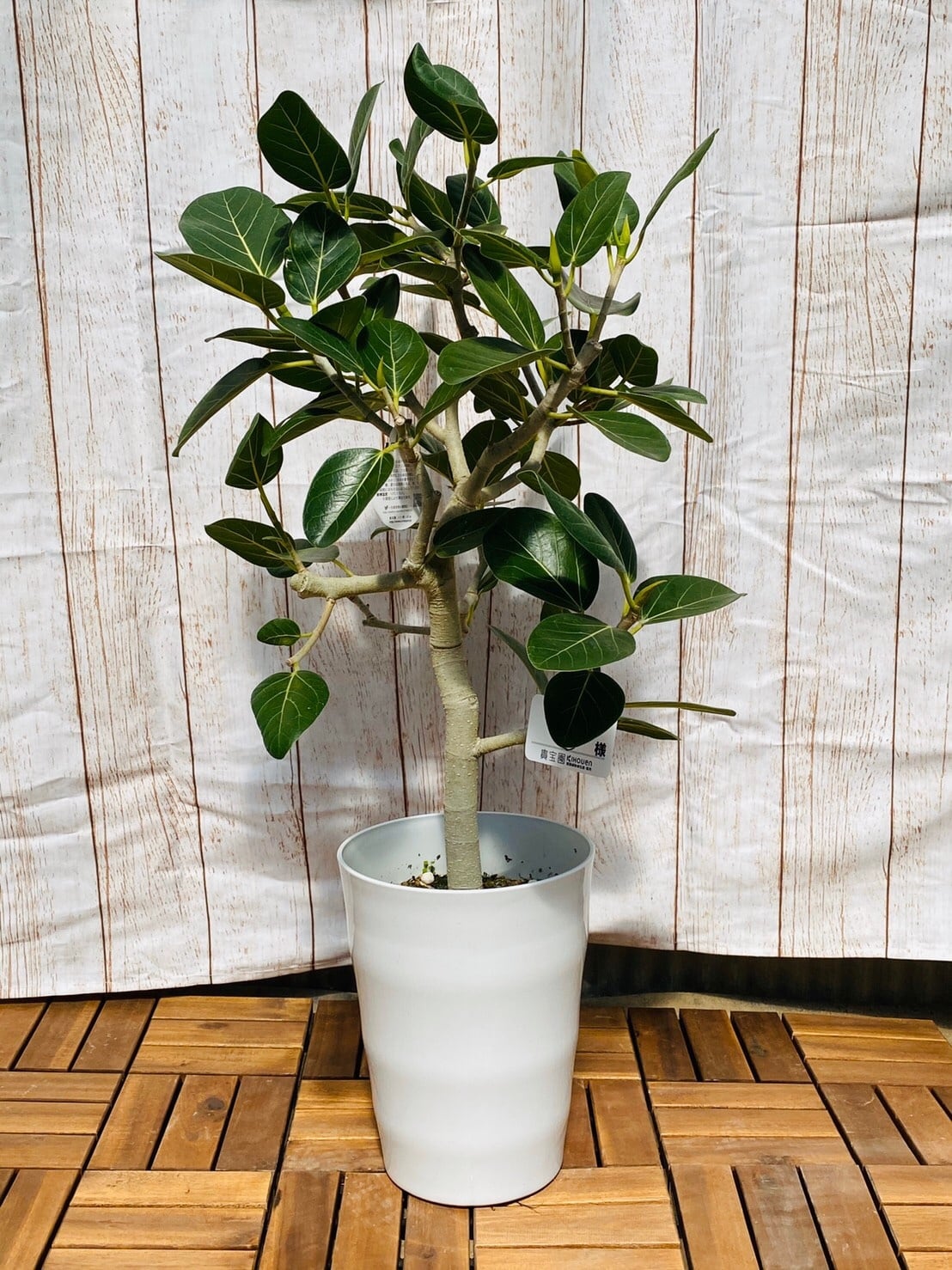 観葉植物 パンダガジュマル 枝 7号 | ハウスプランツショップ 観葉植物