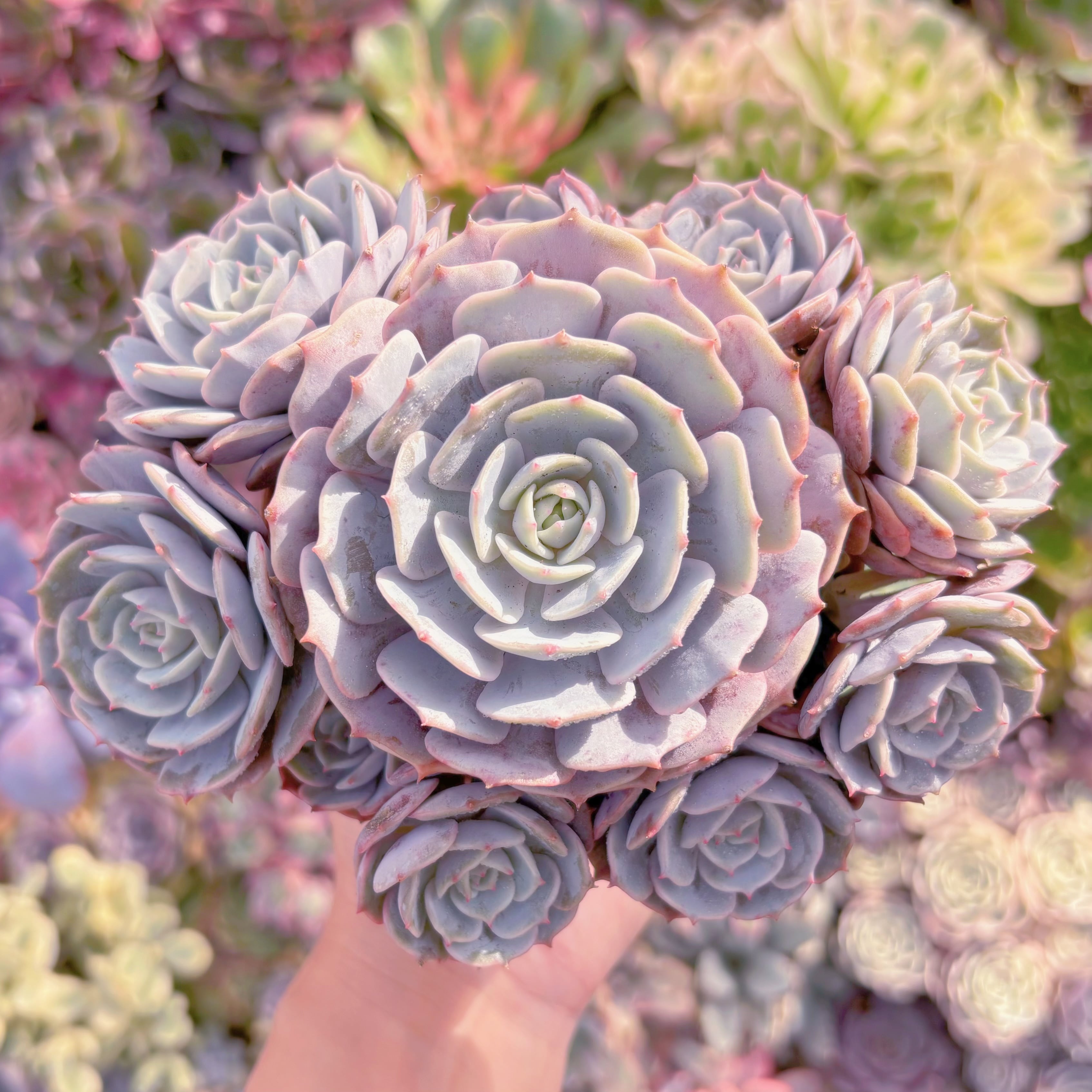 現品　ローラ#734　大群生　直径約16cm　理想的な株姿　直径約18cm　新入荷　るる農園