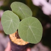 Stephania kaweesakii / ステファニア・カウィーサキ⑯ / 観葉植物<育て方・花言葉>