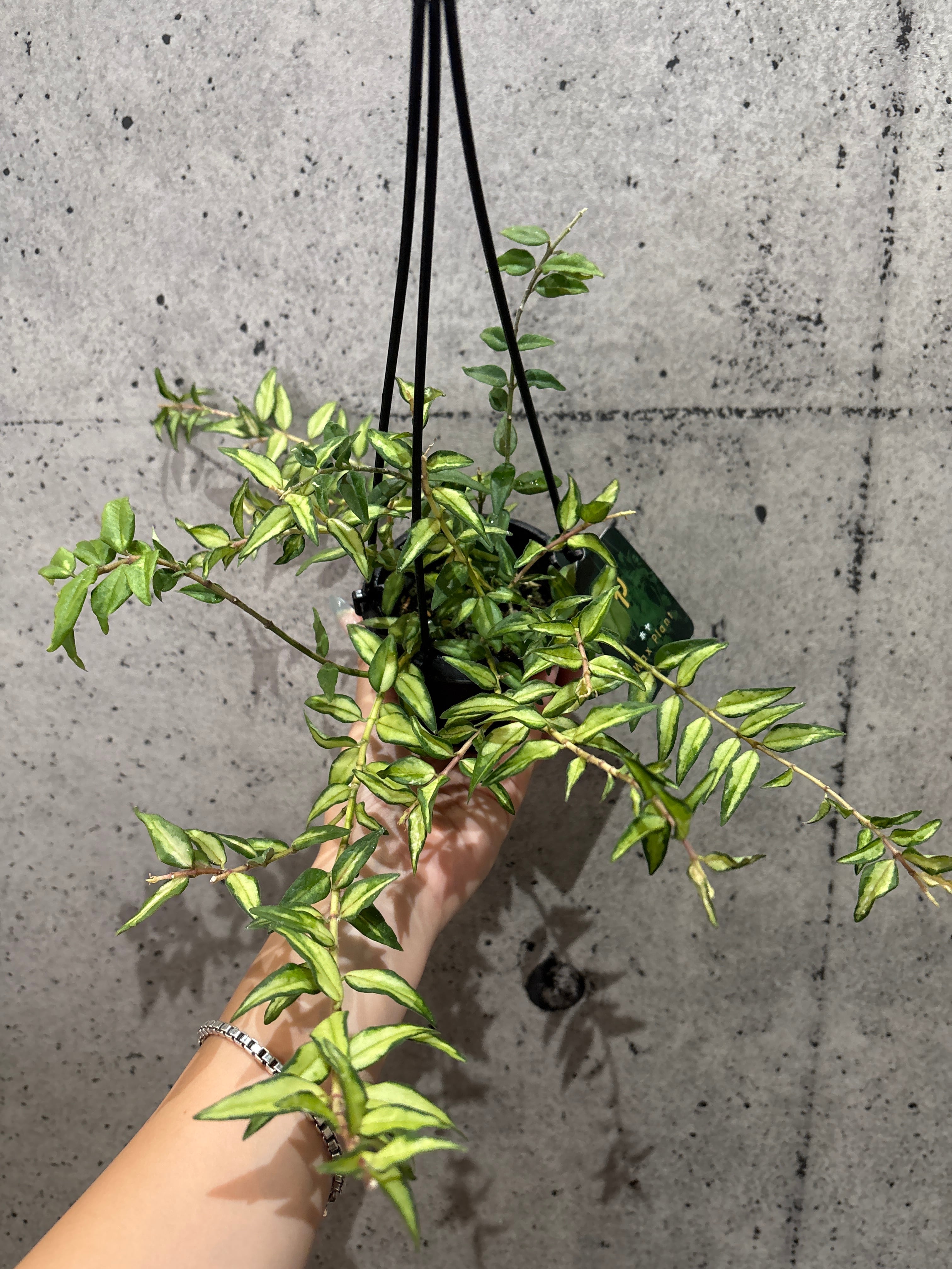 ホヤ カルノーサ スージーQ | MIDORIYA 観葉植物専門店