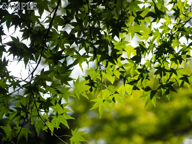 若葉紅葉　根来寺