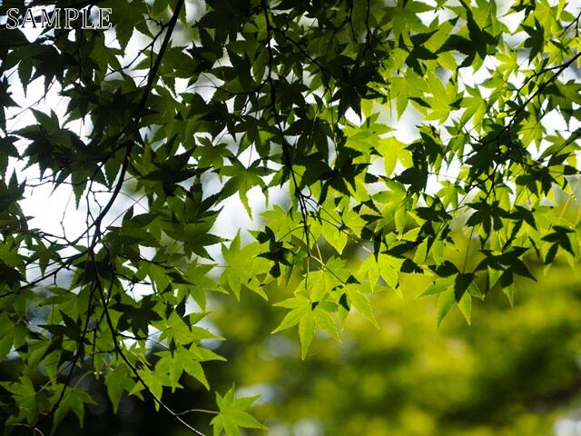 若葉紅葉　根来寺