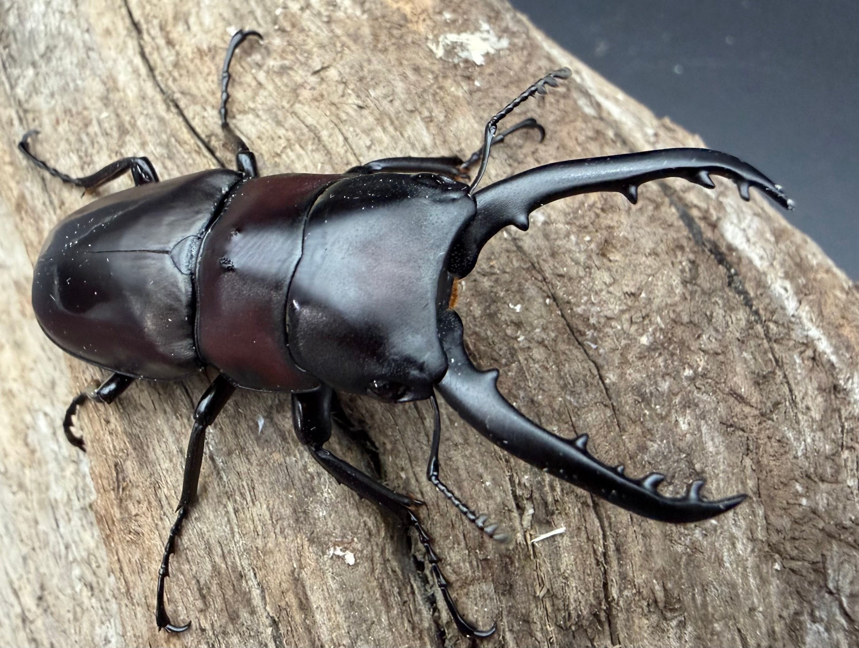 ノコギリクワガタの仲間 | KPW公式オンラインショップ