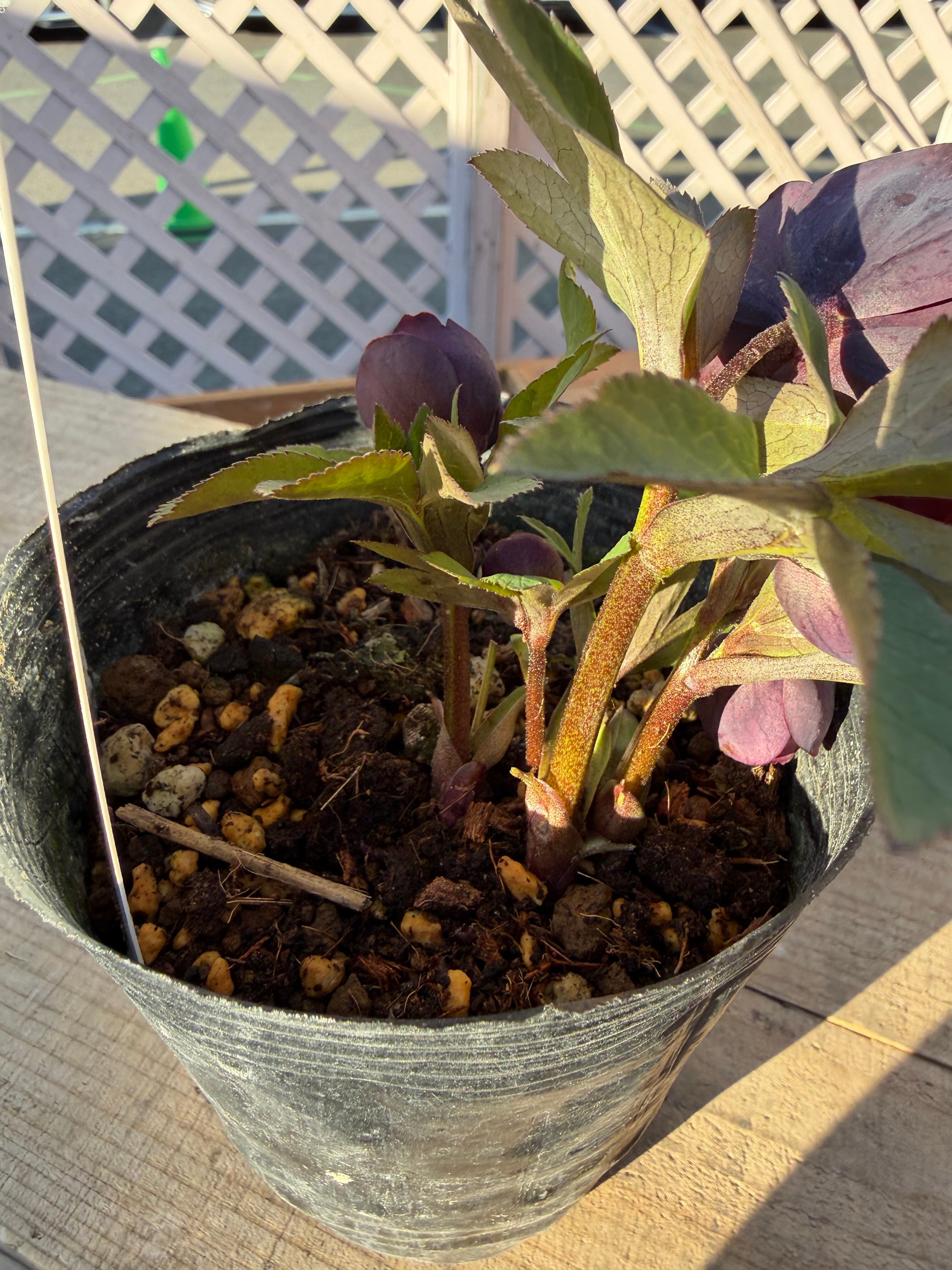 リトルビースト デュメ系ダークパープル 高橋育苗 クリスマスローズ