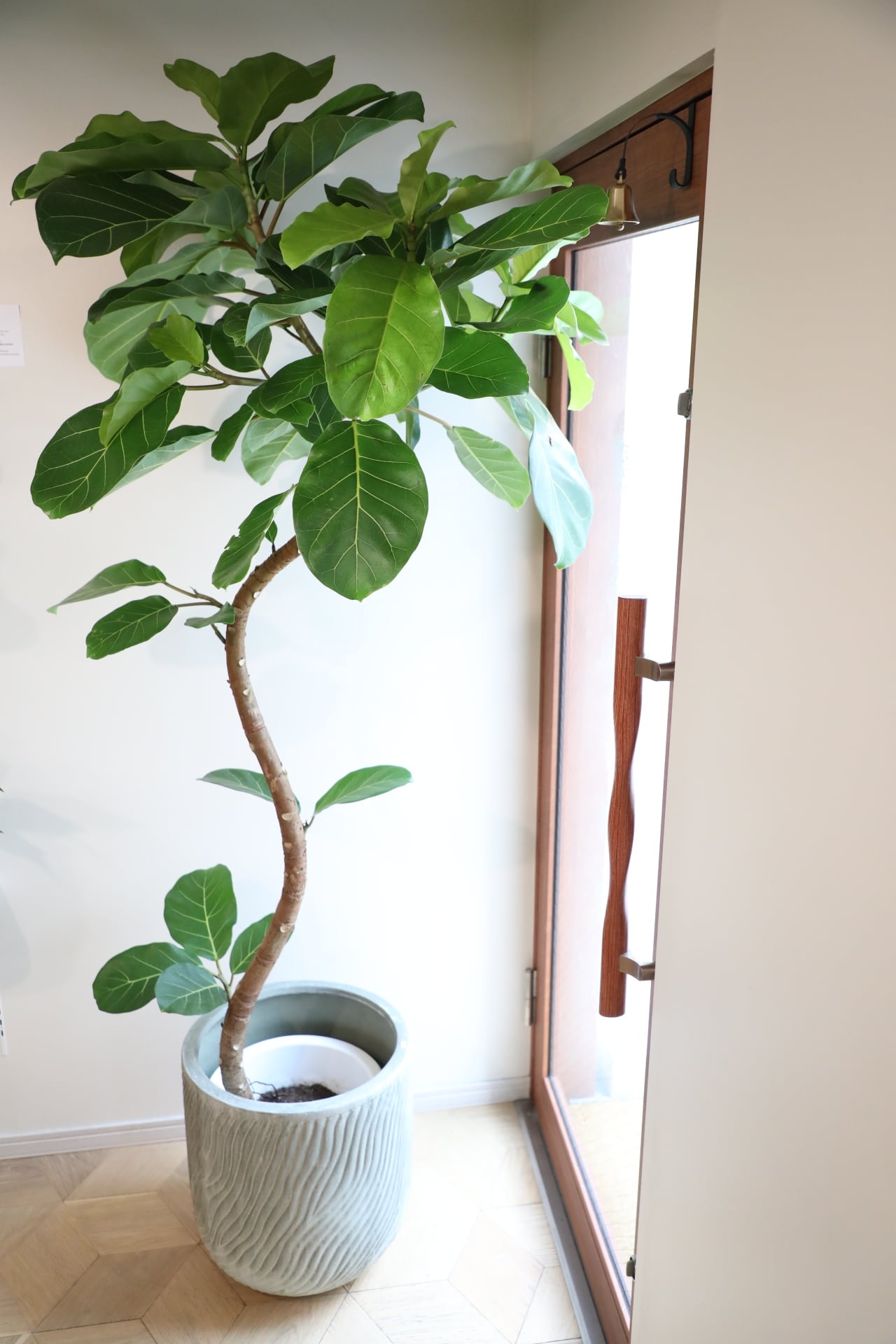 フィカス　アフリカンプリンス　太幹　お引取り限定　植物　インテリア フィカス アフリカンプリンス 太幹 お引取り限定 植物 インテリア