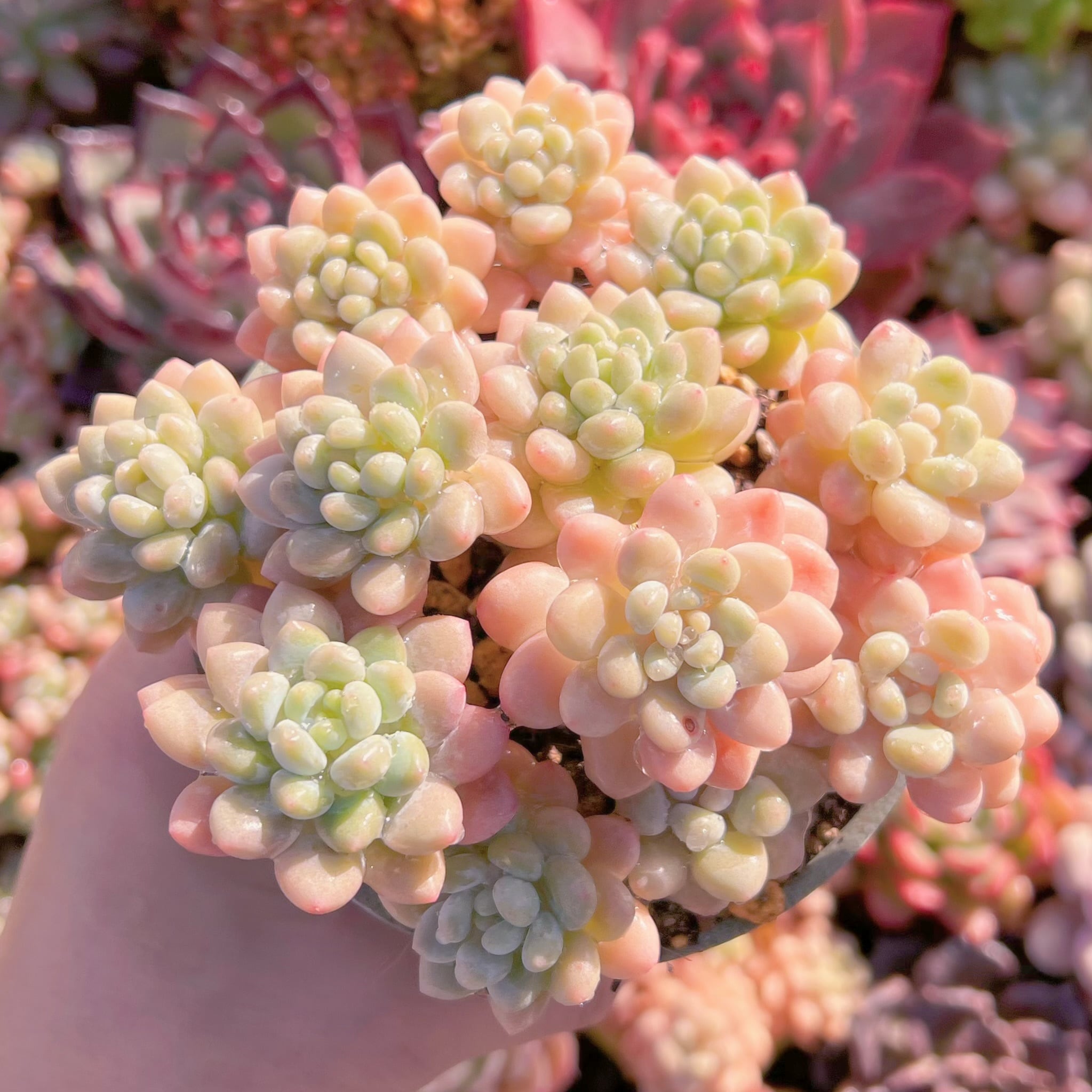 現品　ストロベリーミルク#757   るる農園