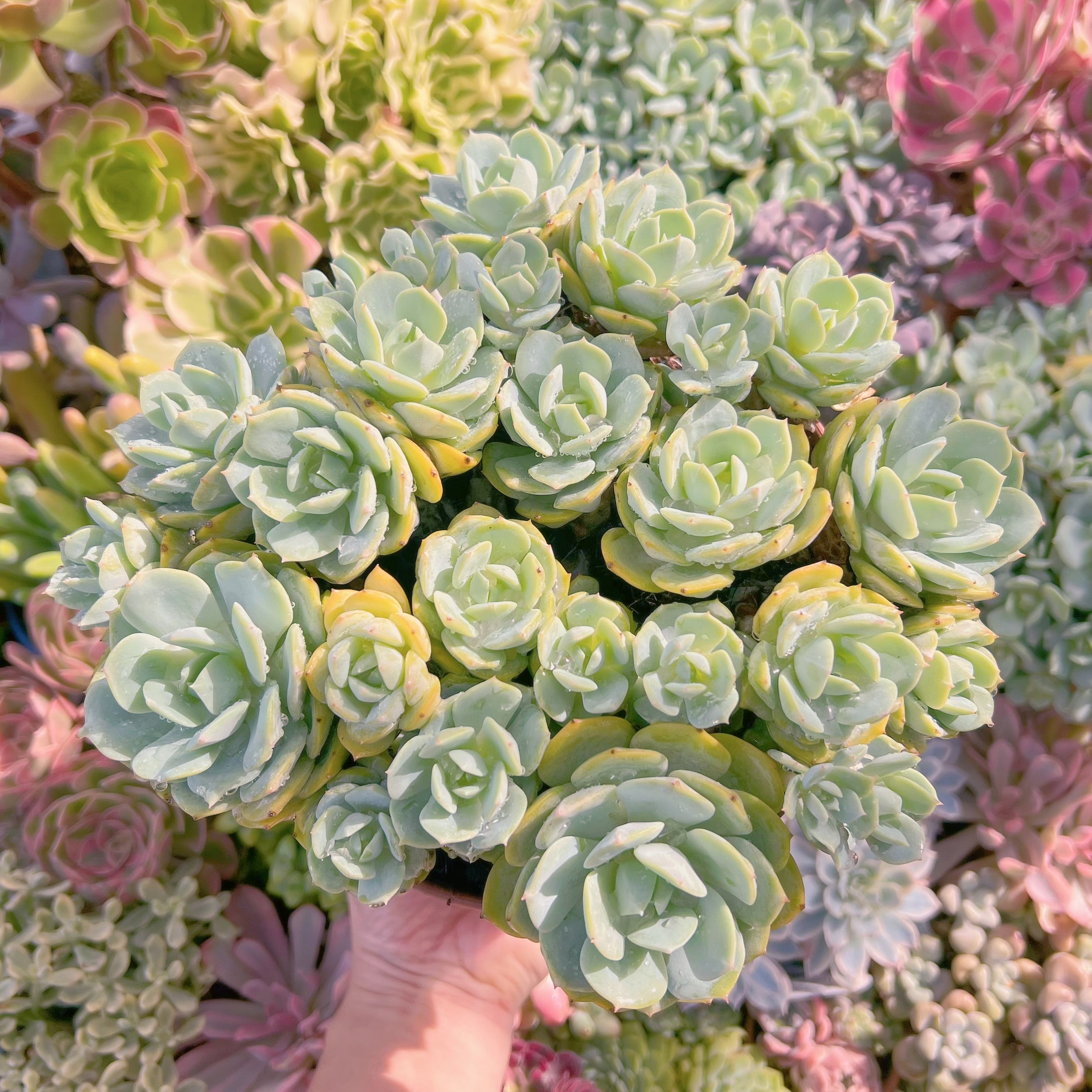 現物　冷香#678 特特大群生　るる農園