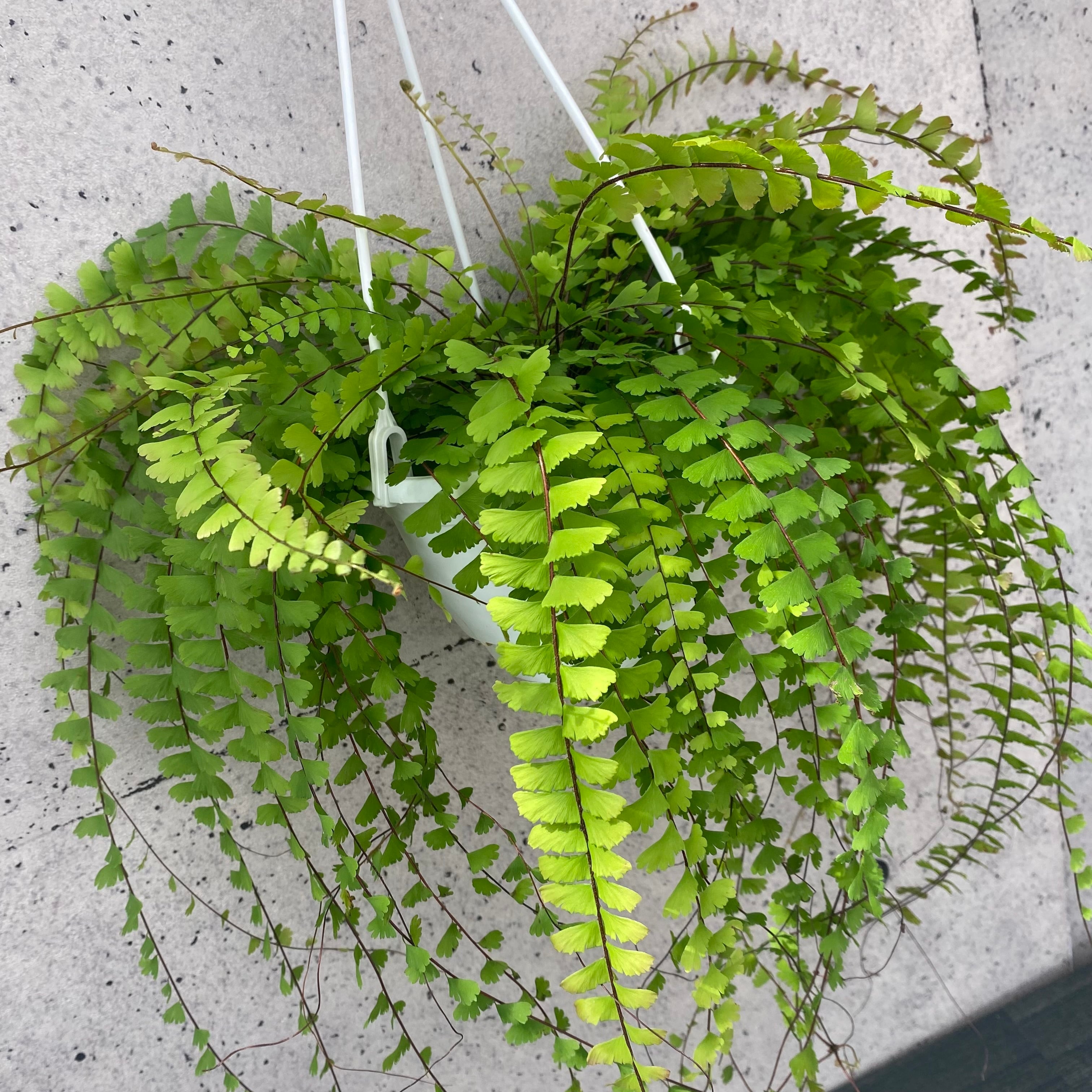 観葉植物 | Planet Plants プラネットプランツ