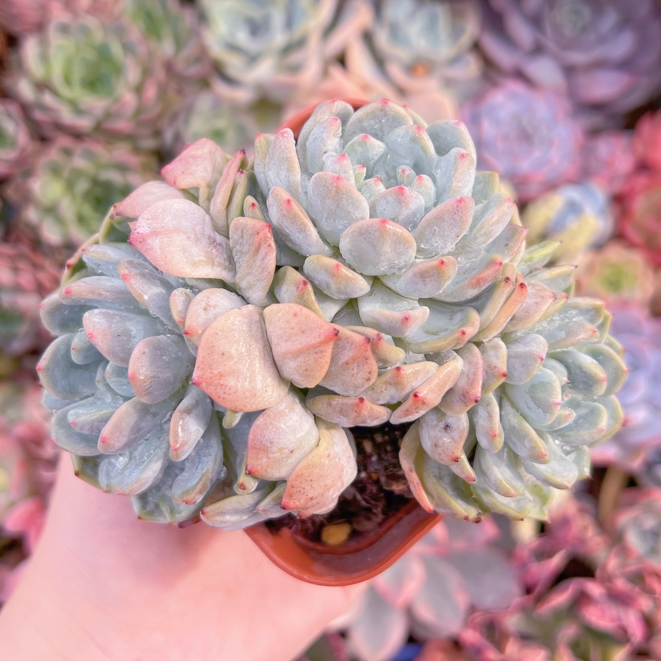 現品 雪爪#231 群生 るる農園 | るる農園~多肉植物専門