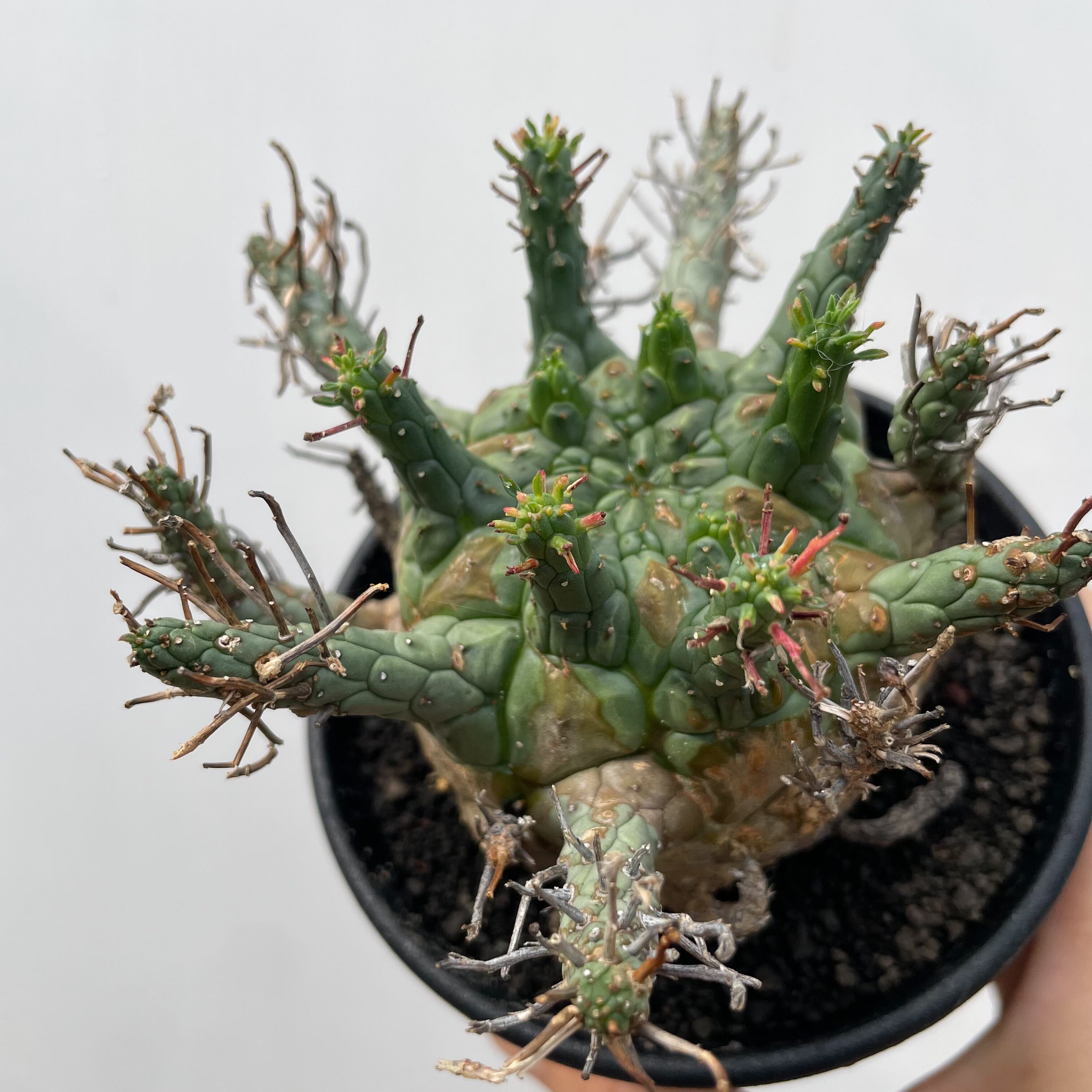 Euphorbia Decepta【ユーフォルビア・デセプタ】 | RIMO'S GREEN