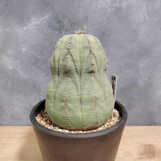 【大株10cm】Euphorbia obesa ユーフォルビア オベサ