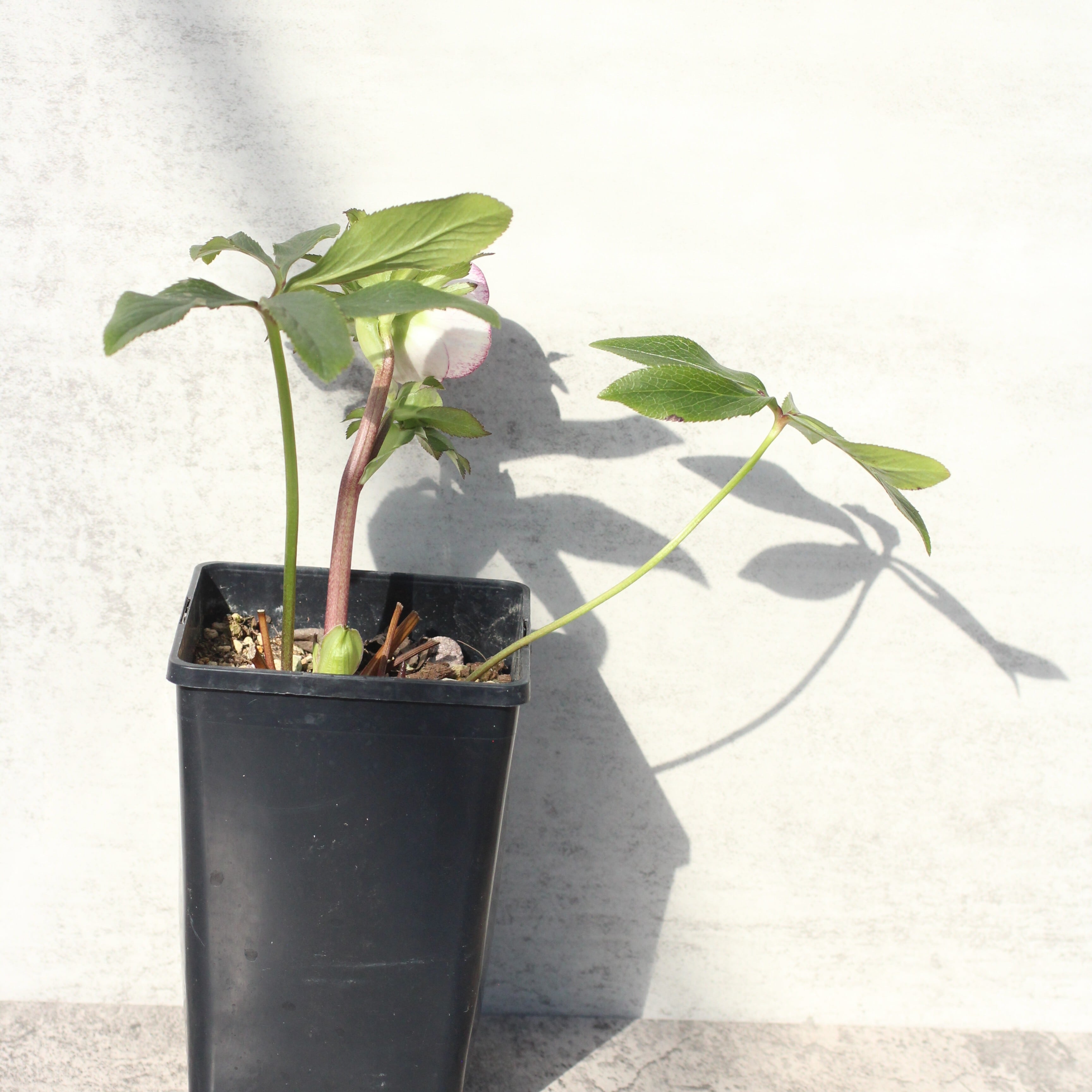 WS26-094 クリスマスローズ ウィンターシンフォニー ピンクミスト