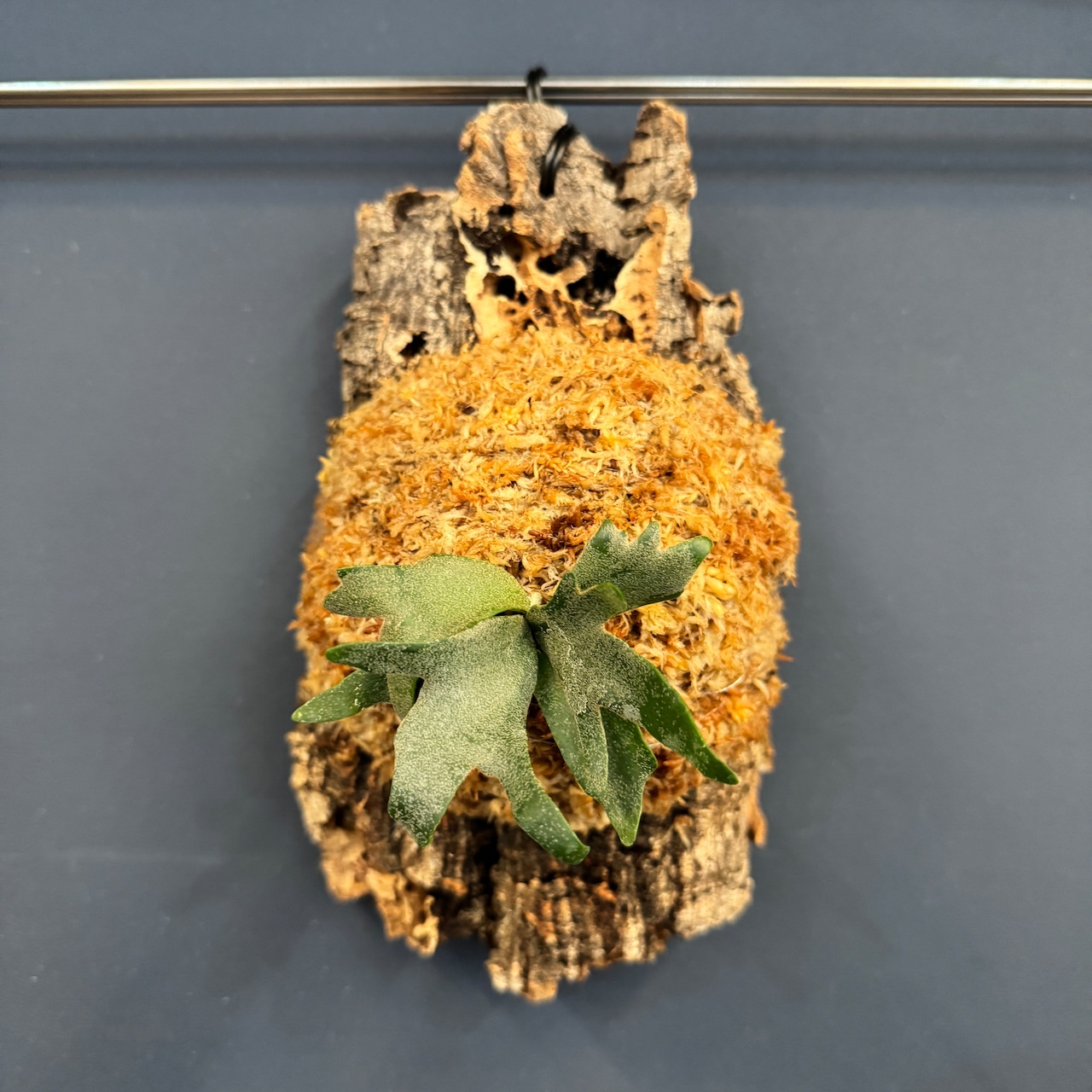 ビカクシダ willinckii 'yellowmoon dwarf' spore TC 板付け (コルク)【216】