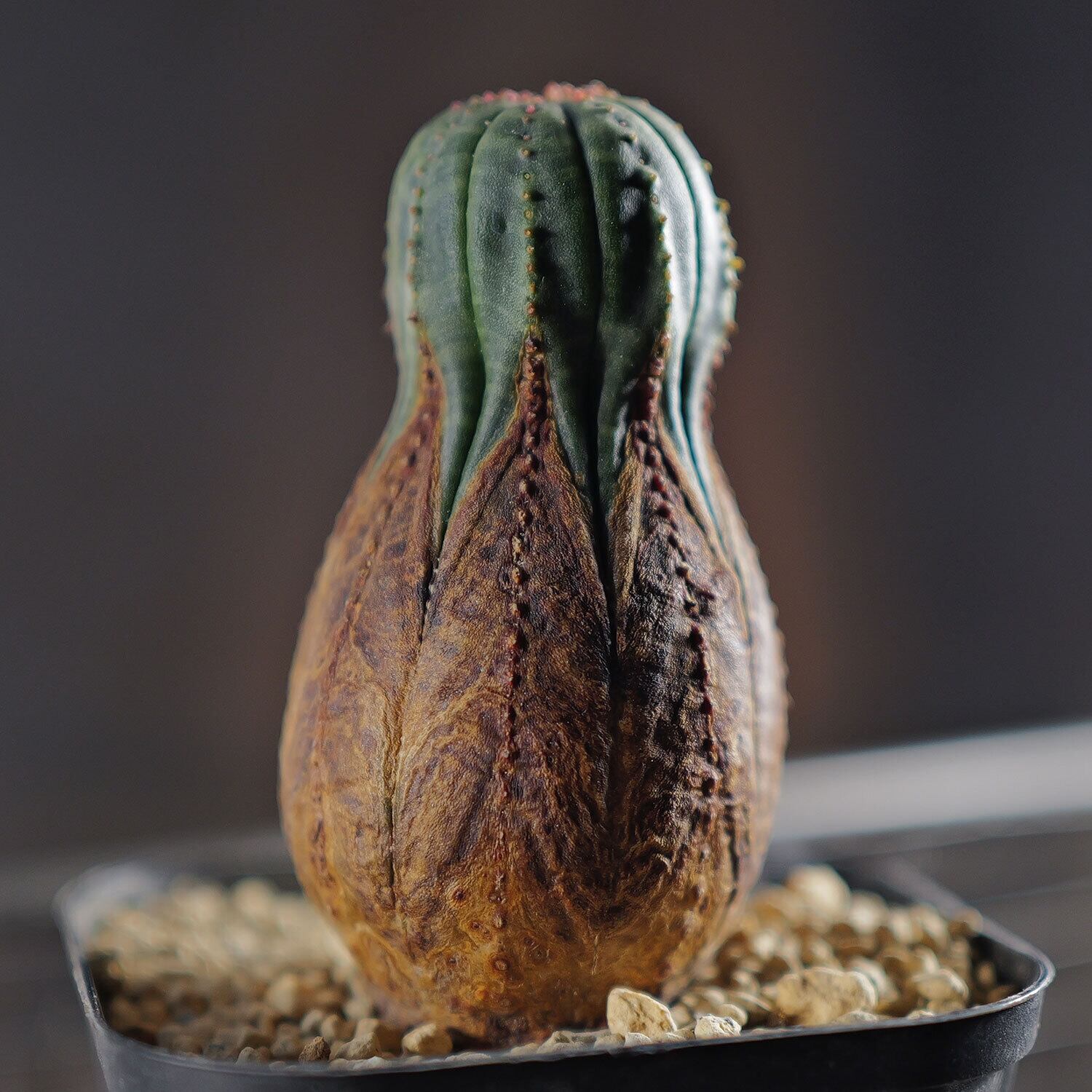 オス株 美模様 木質化 マイクロ オベサ / ユーフォルビア | LIGHTHOUSE