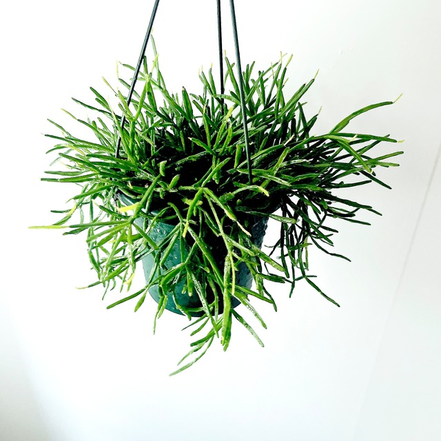 原種 アンスリウム ヴィオレナムル 開花中 ハンギング 観葉植物 calm cafe