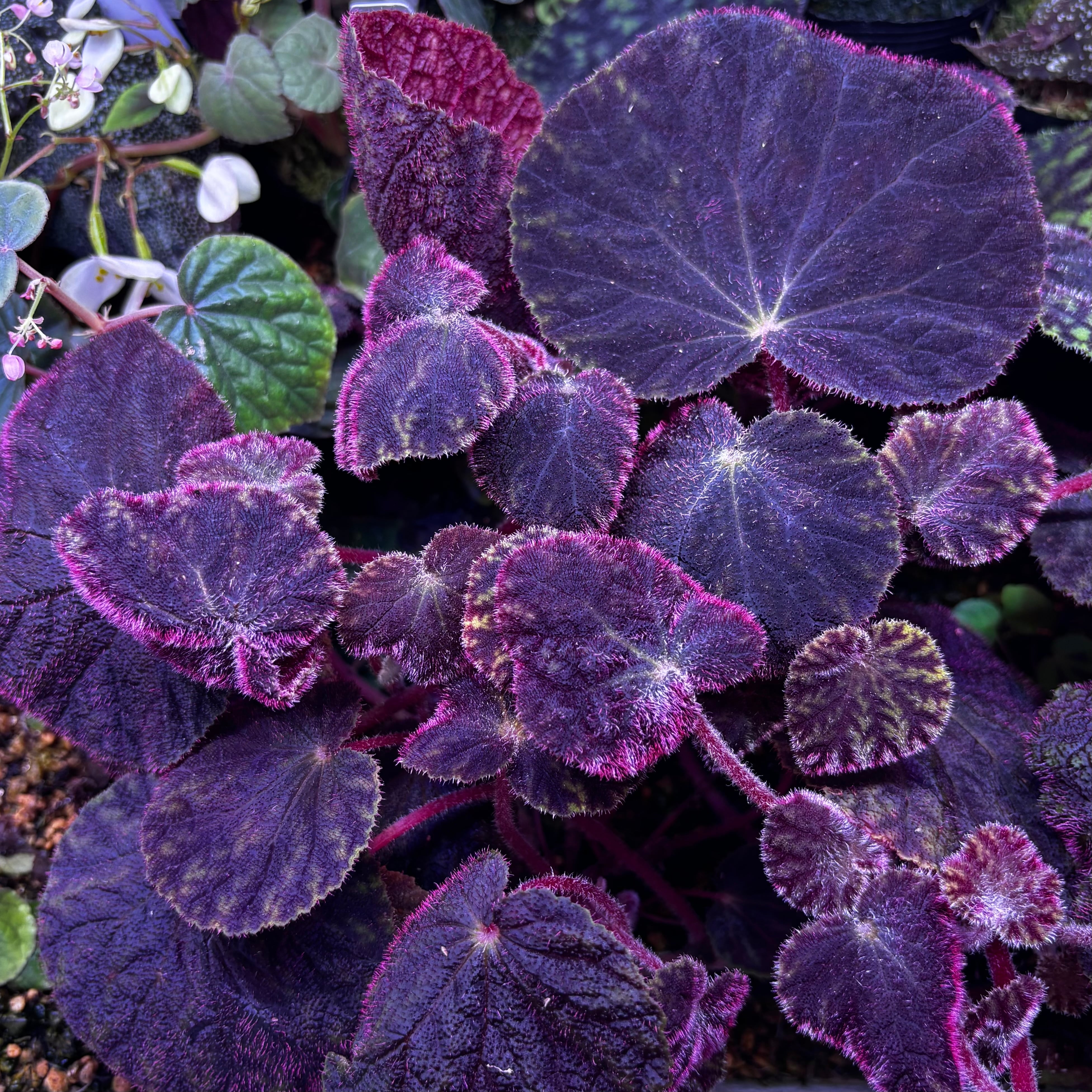 Begonia Snow Capped 'Pink Variegated' ベゴニア スノーキャップド