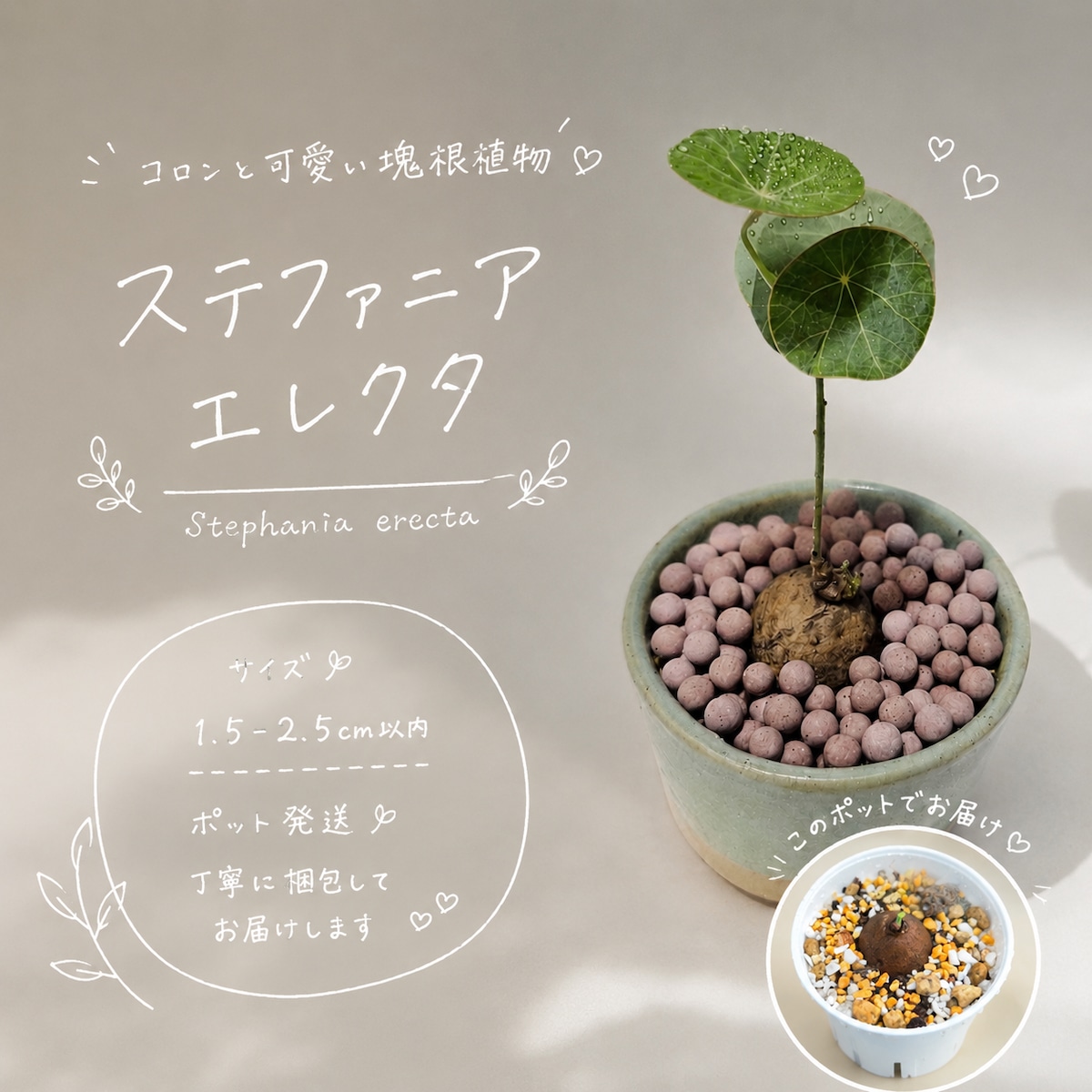 ♡プラポット発送♡〚ミニサイズ♡ステファニア エレクタ〛Stephania
