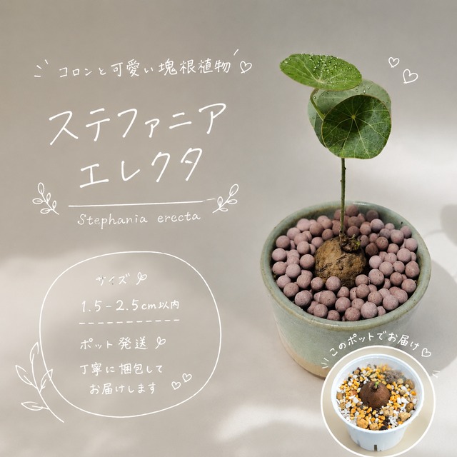 ♡抜き苗♡〚ステファニア エレクタ〛Stephania Erecta / ステファニ