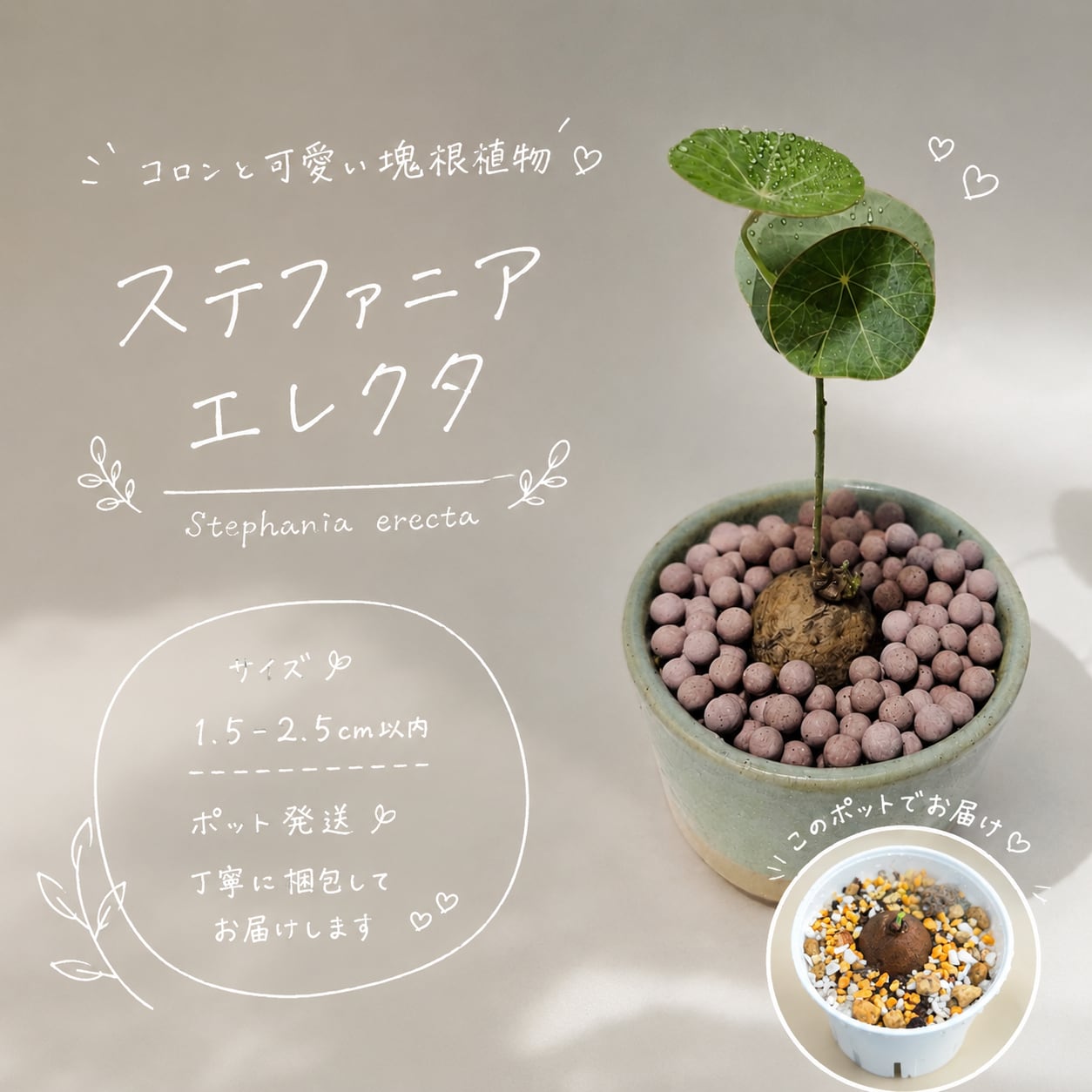 ♡プラポット発送♡〚ミニサイズ♡ステファニア エレクタ〛Stephania