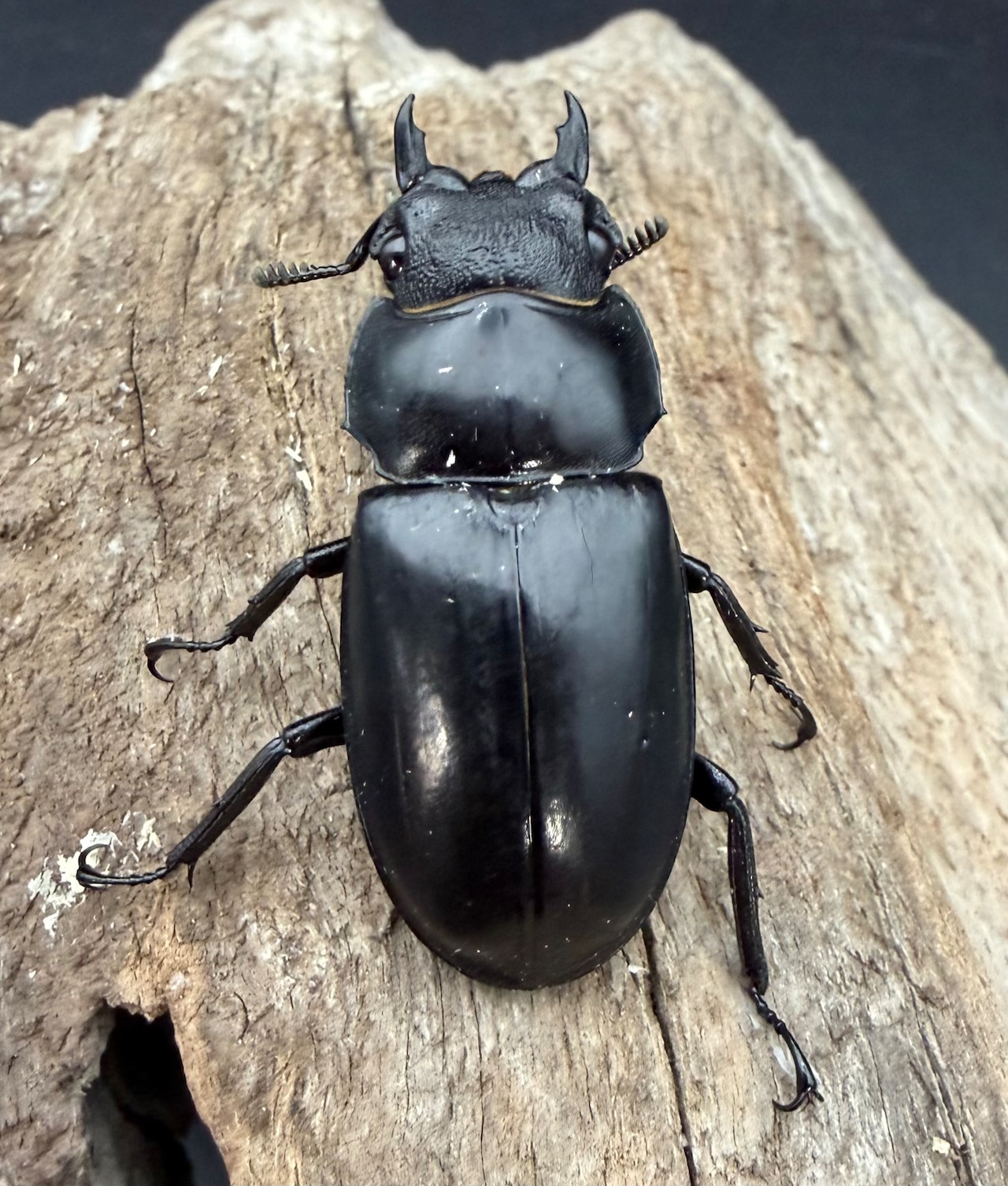 【WD】《リノケロスフタマタ亜種chaudoiri 82.5mm ペア》