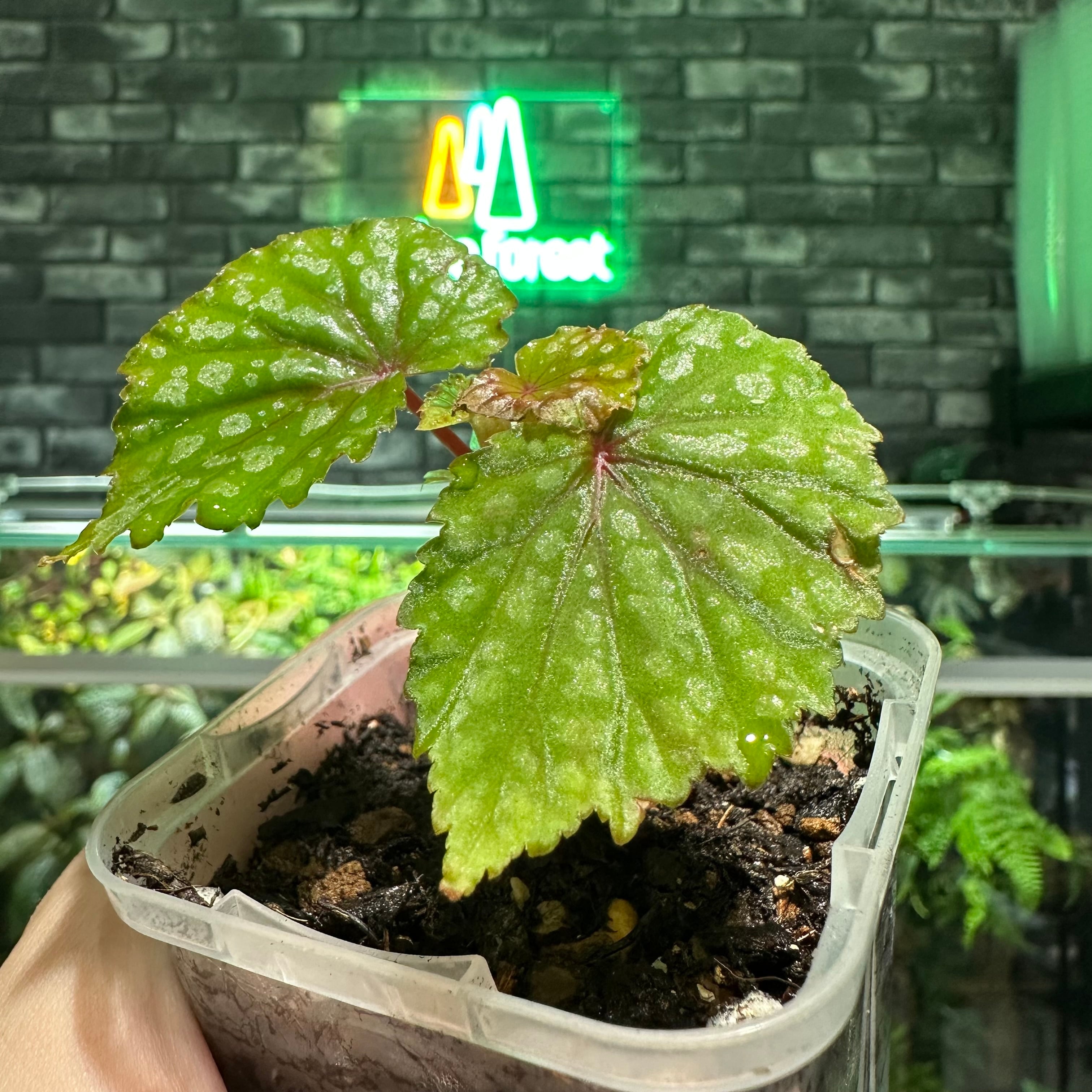 Begonia cv. Moon Maid（doregei × chlorosticta） | ベゴニア専門