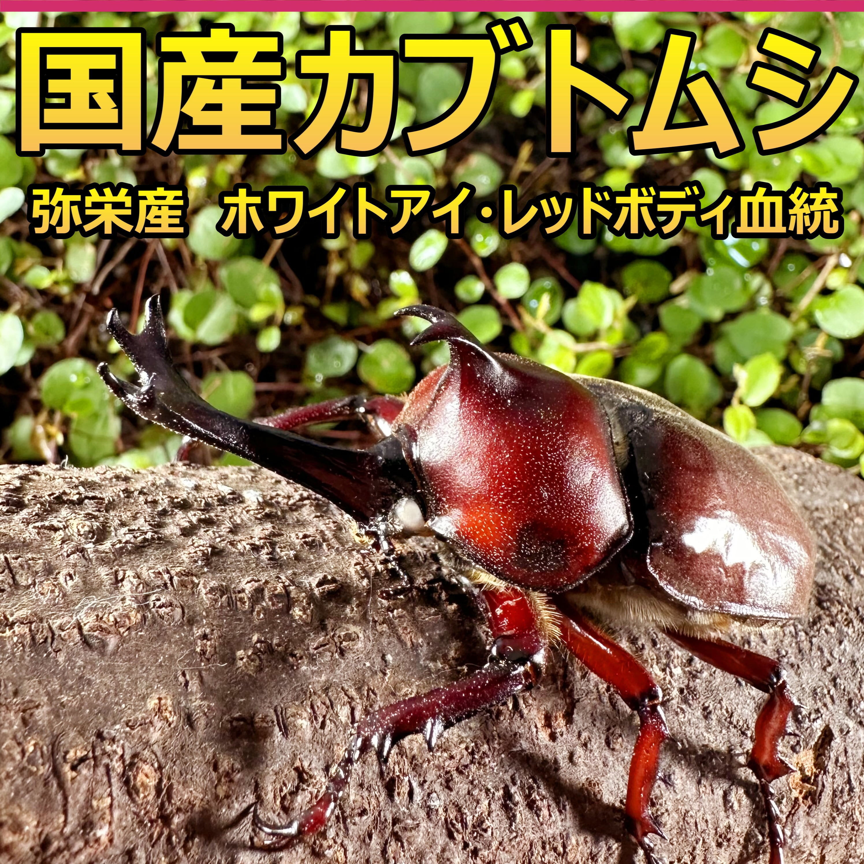 国産カブトムシ 成虫 ♂♀ペア ♂70～72mm ♀フリー 弥栄産 ホワイト