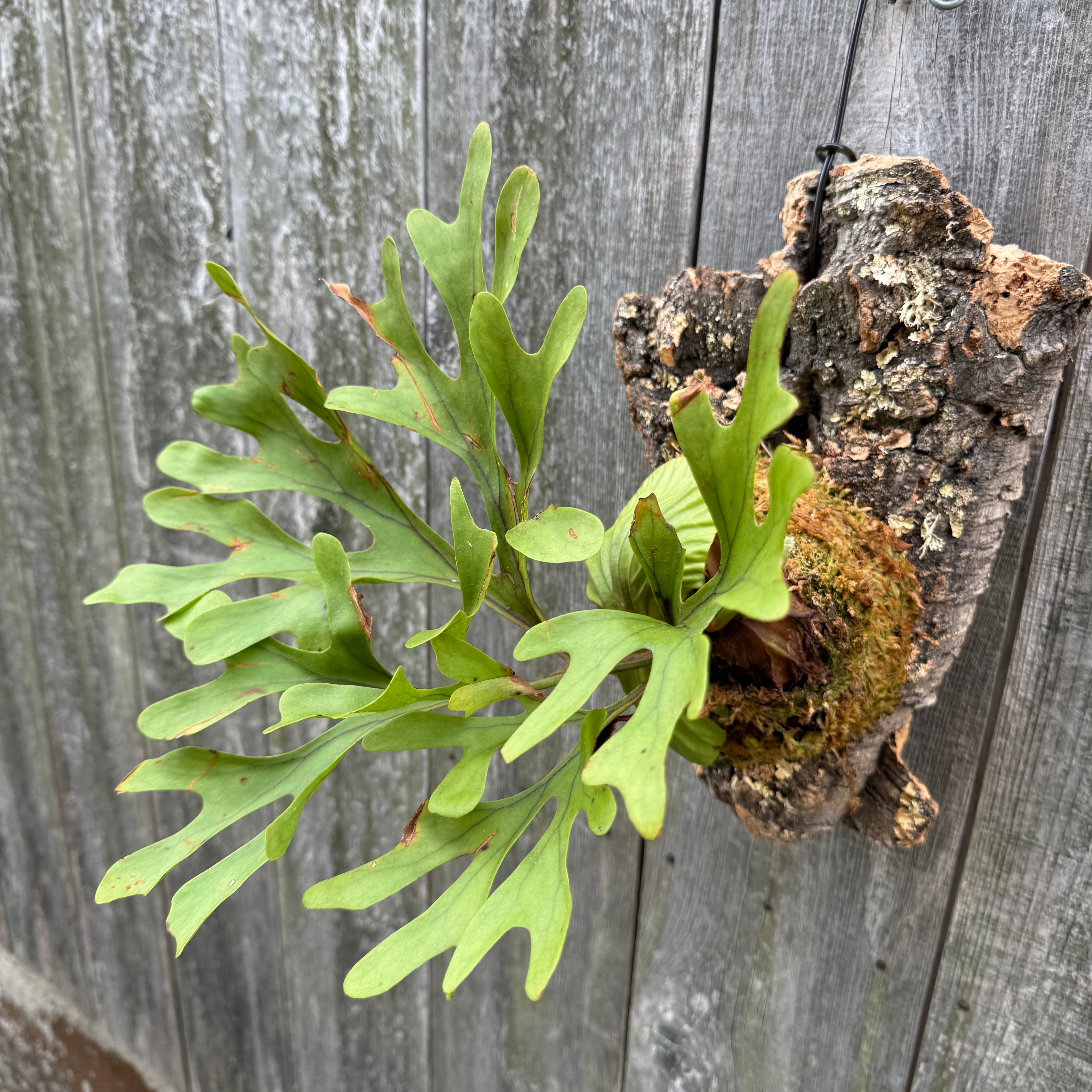 P.ridleyi wild | naturefix