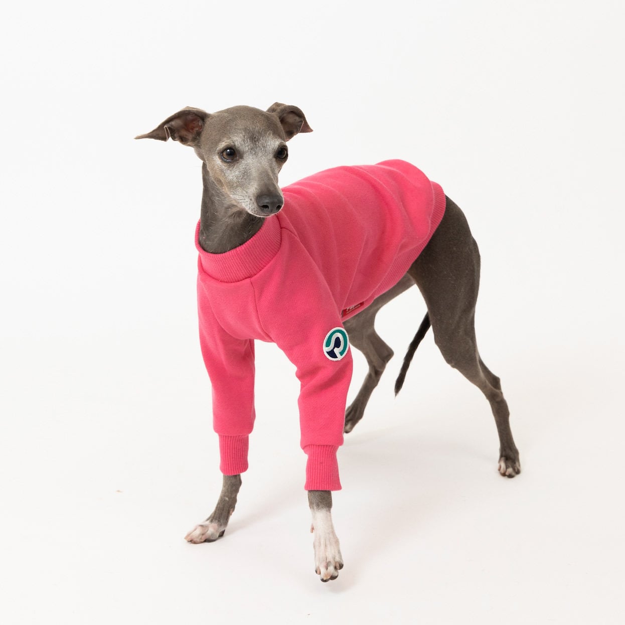 イタグレ ウィペット トレーナー