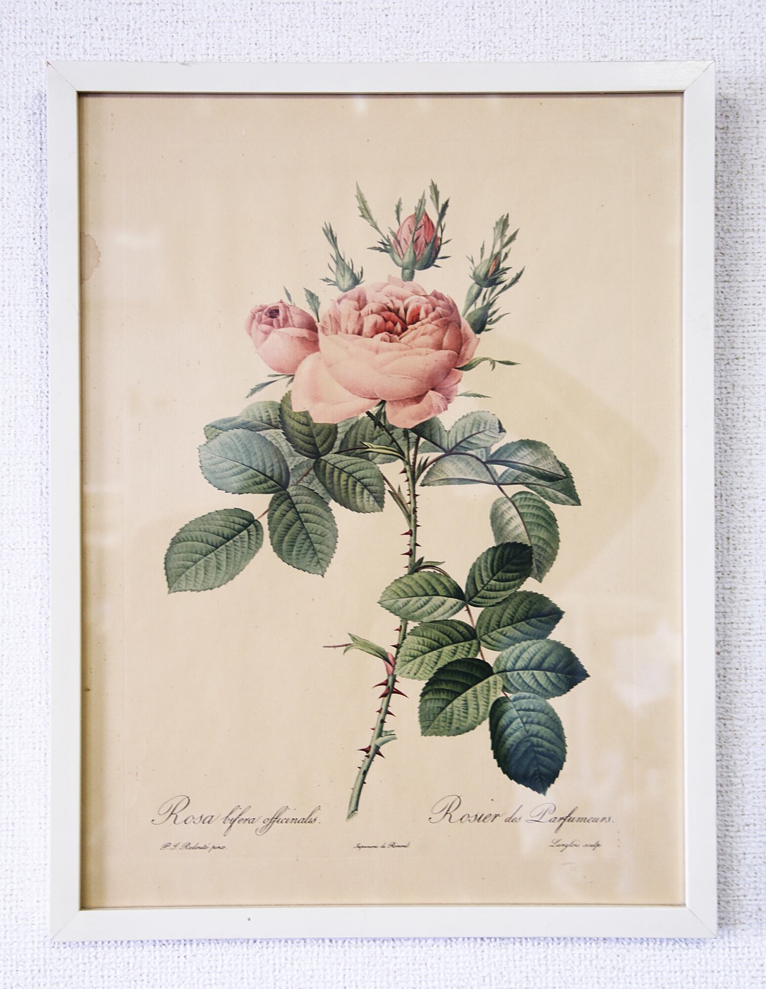 Vintage品】ピエール＝ジョゼフ・ルドゥーテ 植物画 バラ Rosa Bifera 