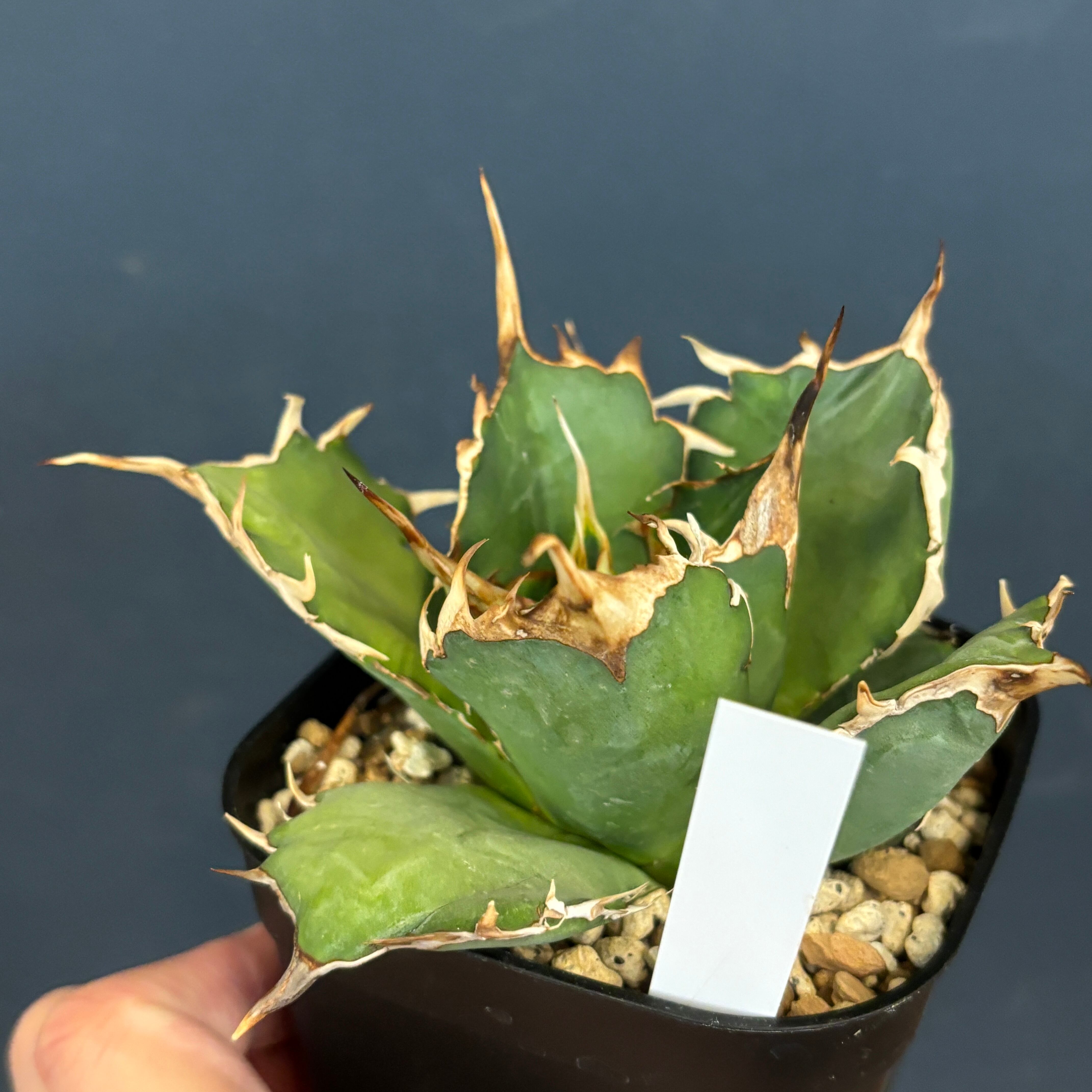 アガベ チタノタ ドラゴンクロー【1034】 | PROTOLEAF プロトリーフ