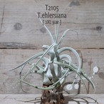 【reserved】ehlersiana 2XL〔エアプランツ〕現品発送T2105