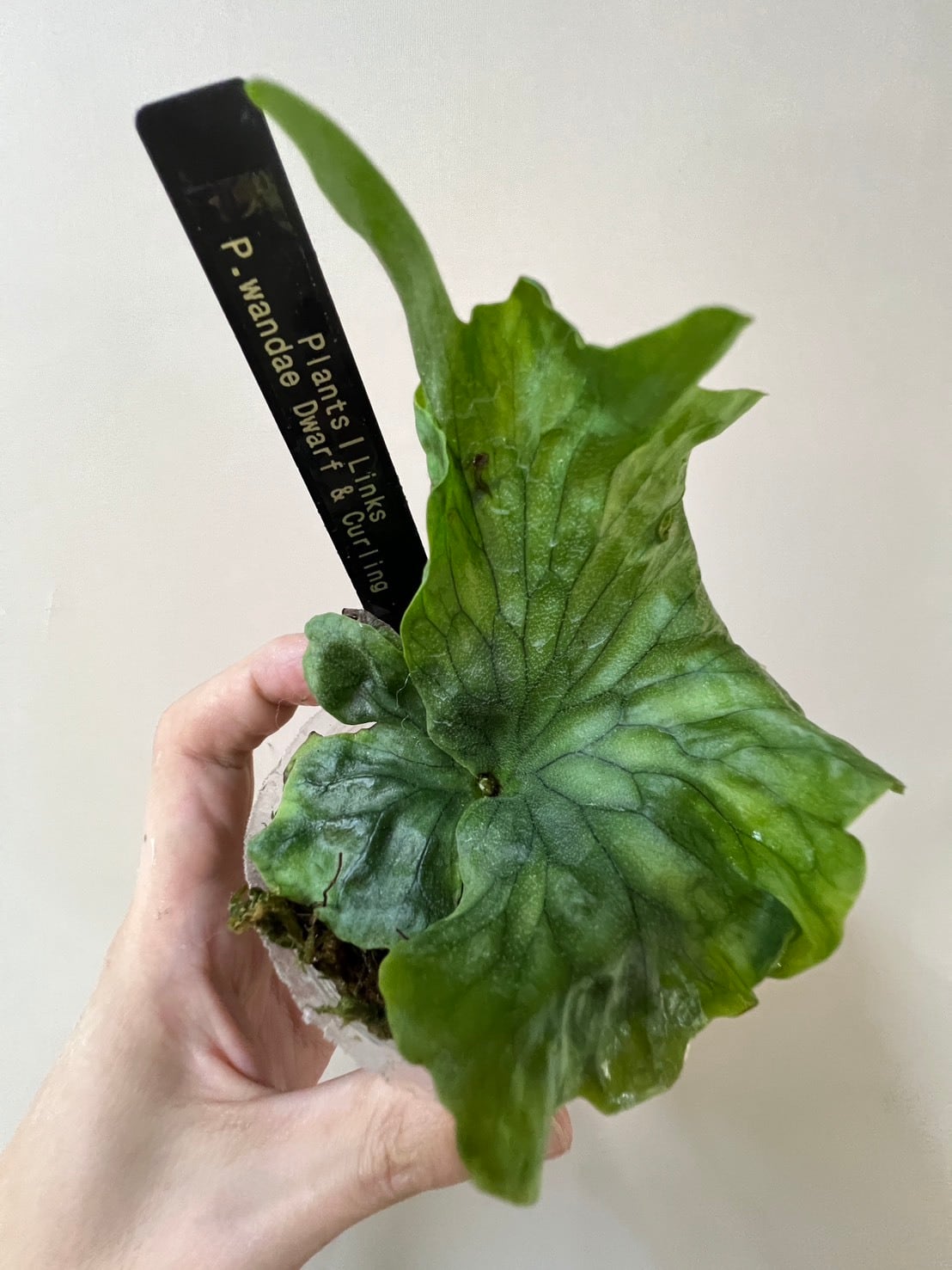 ALL ITEM | Plants.Links