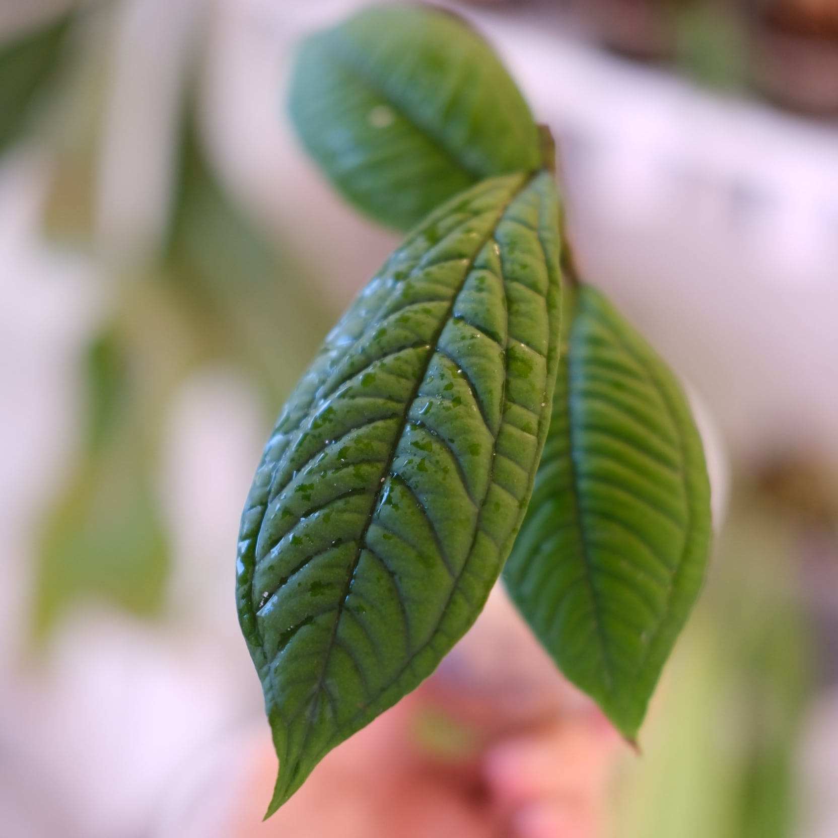 Syzygium jiewhoei｜シジギウム ジエホエイ②｜希少フトモモ科植物