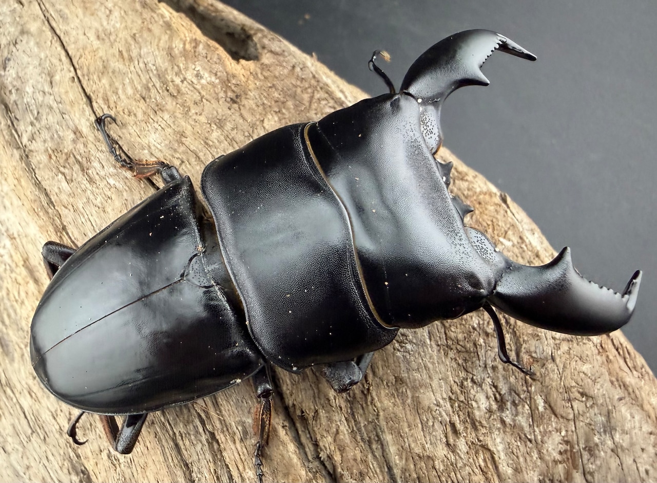 【WD】《スマトラオオヒラタ アチェ産 83mm ペア》