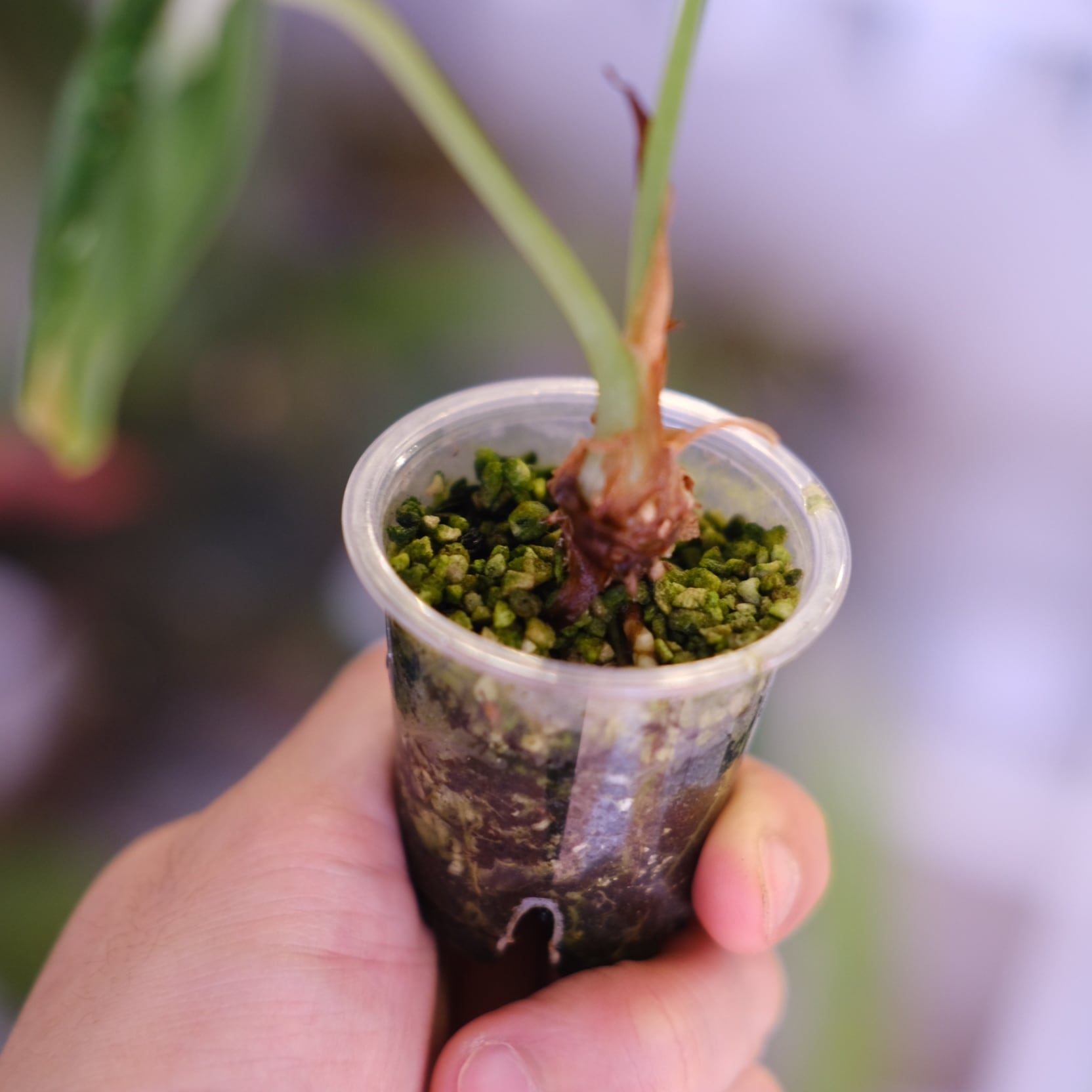 Alocasia dragon scale varigated⑦│アロカシア ドラゴンスケール 斑