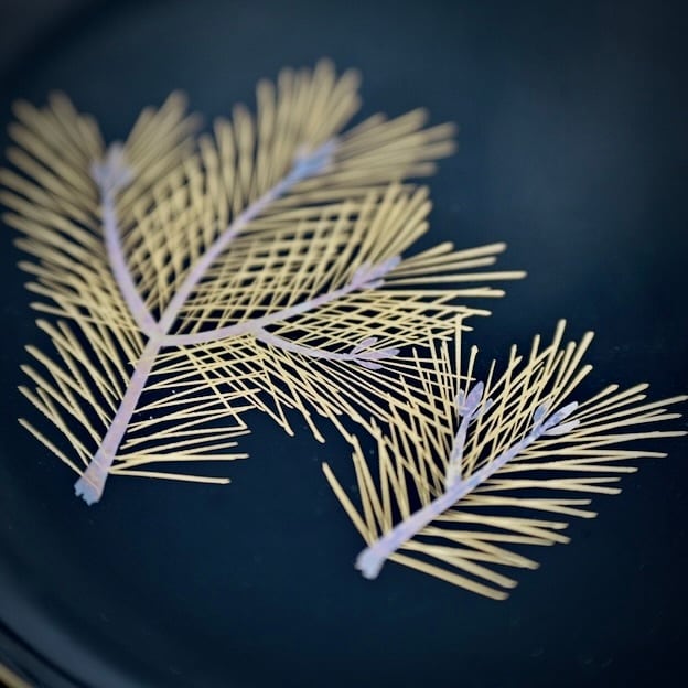 54024】輪島塗 木皿 松もよう（1枚） / Wajima Nuri Wooden Plate Pine