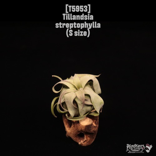 Tillandsia streptophylla S〔ティランジア〕T5953
