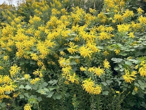 キザミ乾燥セイタカアワダチソウ 50g:610】国産 無農薬 有機栽培