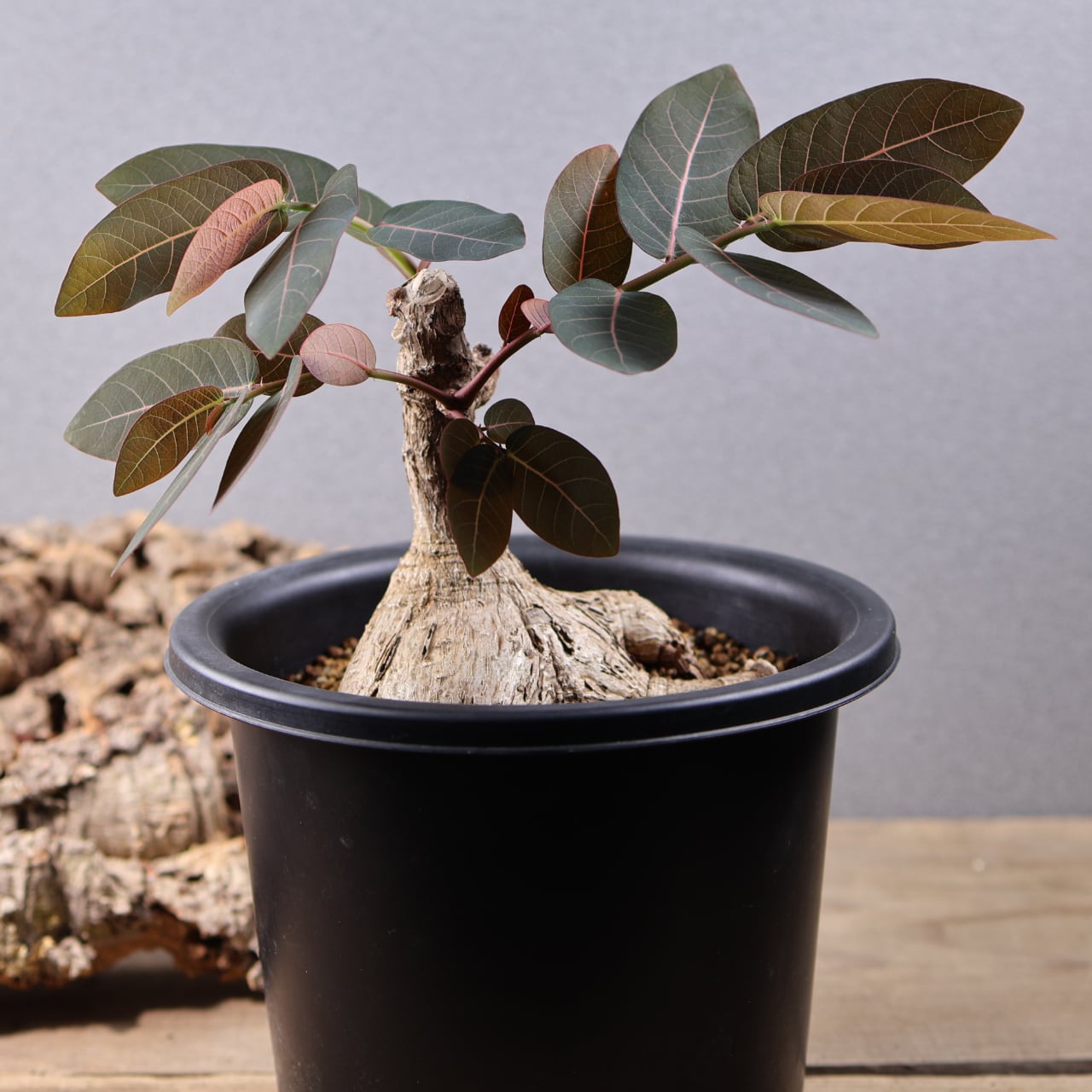 フィランサス　ミラビリス 736『フｨランサス ミラビリス』 観葉植物【送料無料】 | MARX PLANTS