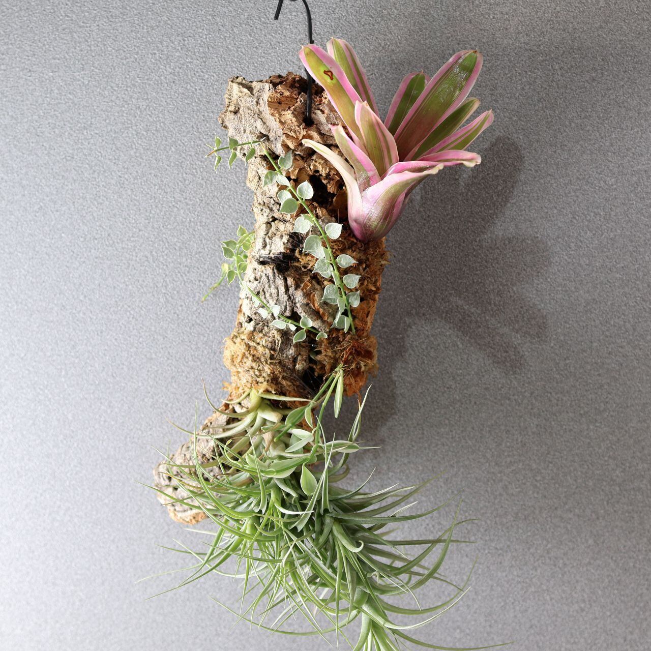 ベルゲリー　チランジア　コルク仕立て 366 色とりどり、着生植物のアート『チランジア ベルゲリー