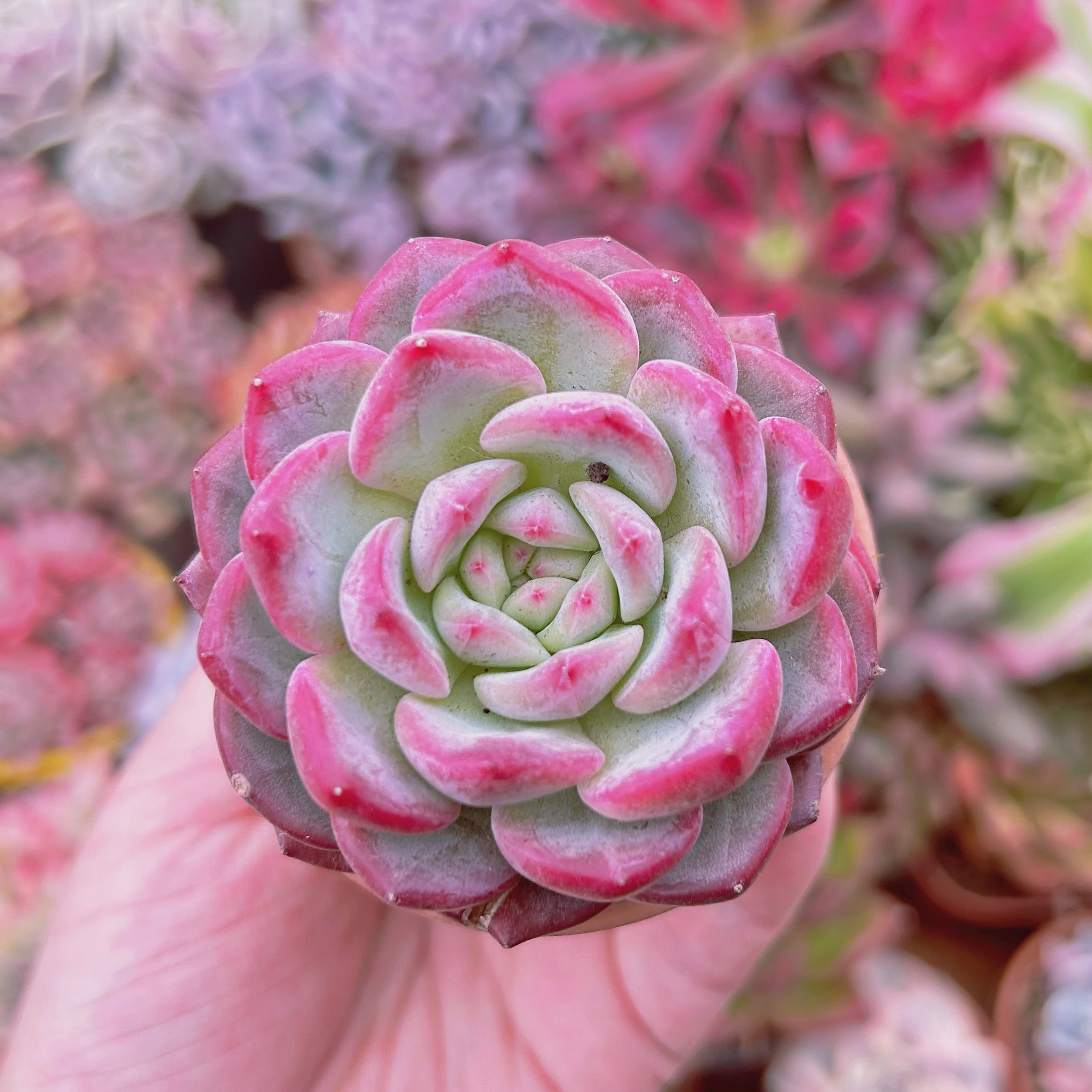 多肉植物　Echeveria  新品種　モンローxウォーターリリー