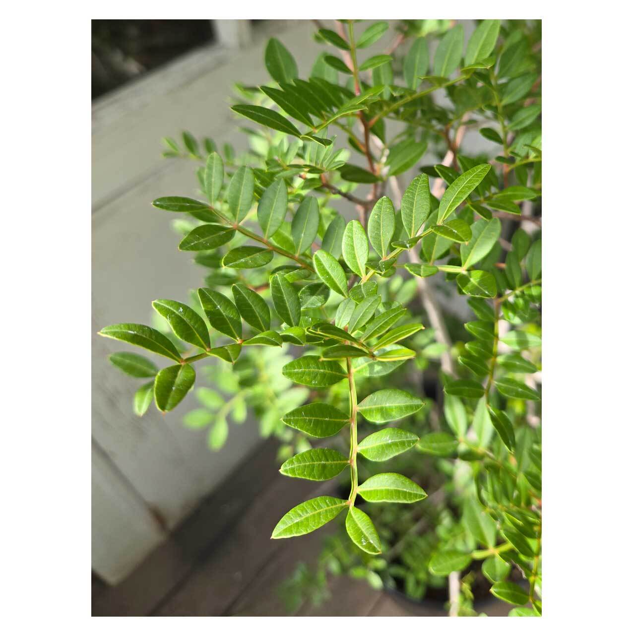 Pistacia lentiscus | Seeding