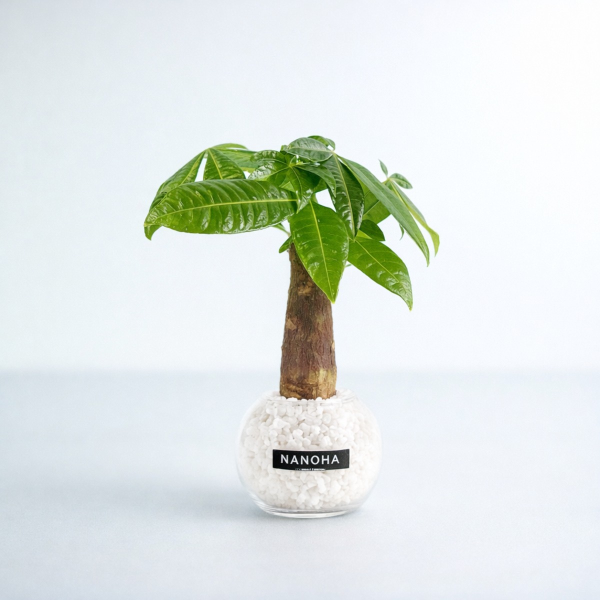パキラ 白砂利（丸容器） | インテリアグリーンショップ【NANOHA
