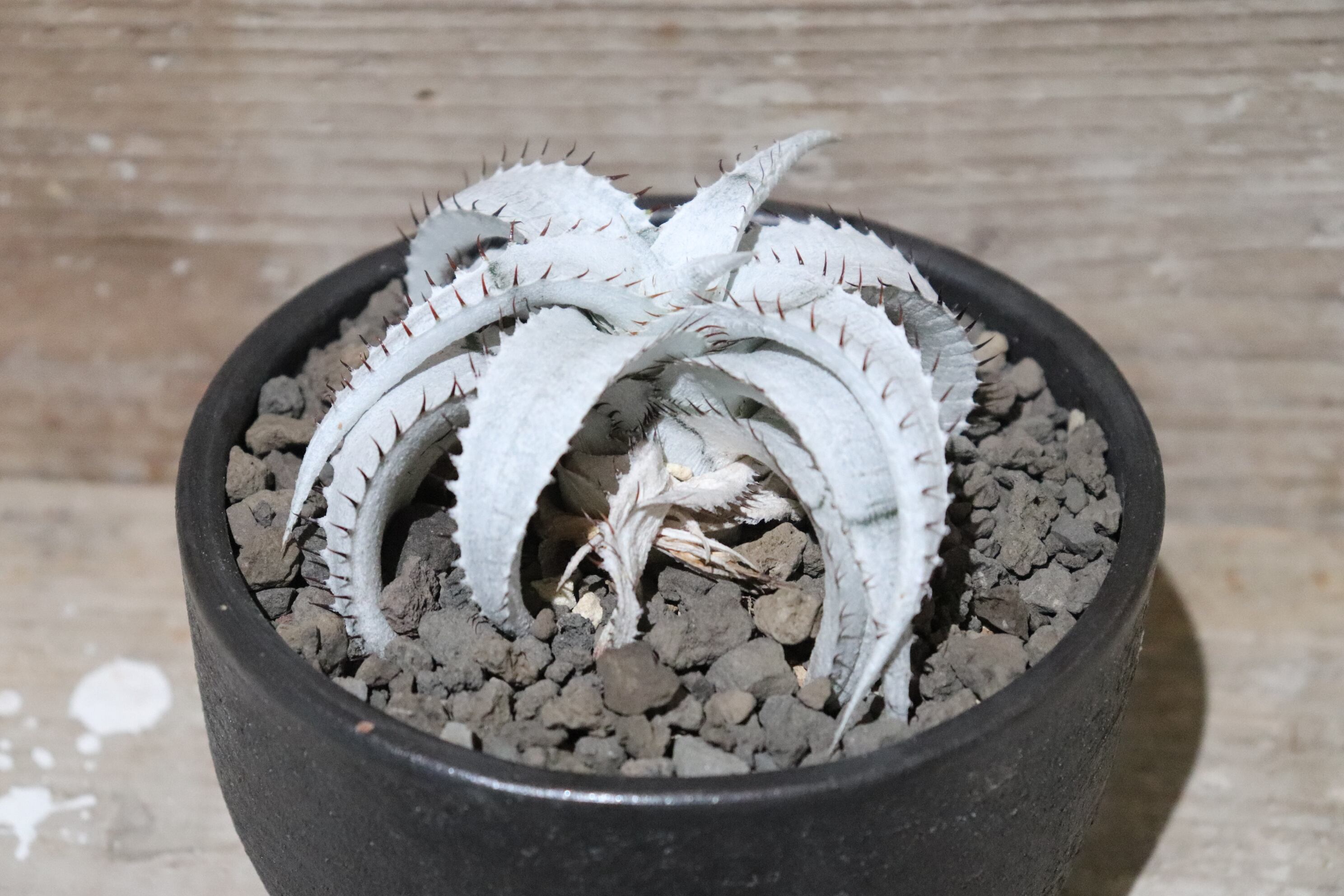 S-Dyckia -0-ディッキア-Dyckia Braunii Rauh - ブラウニー -Brazil
