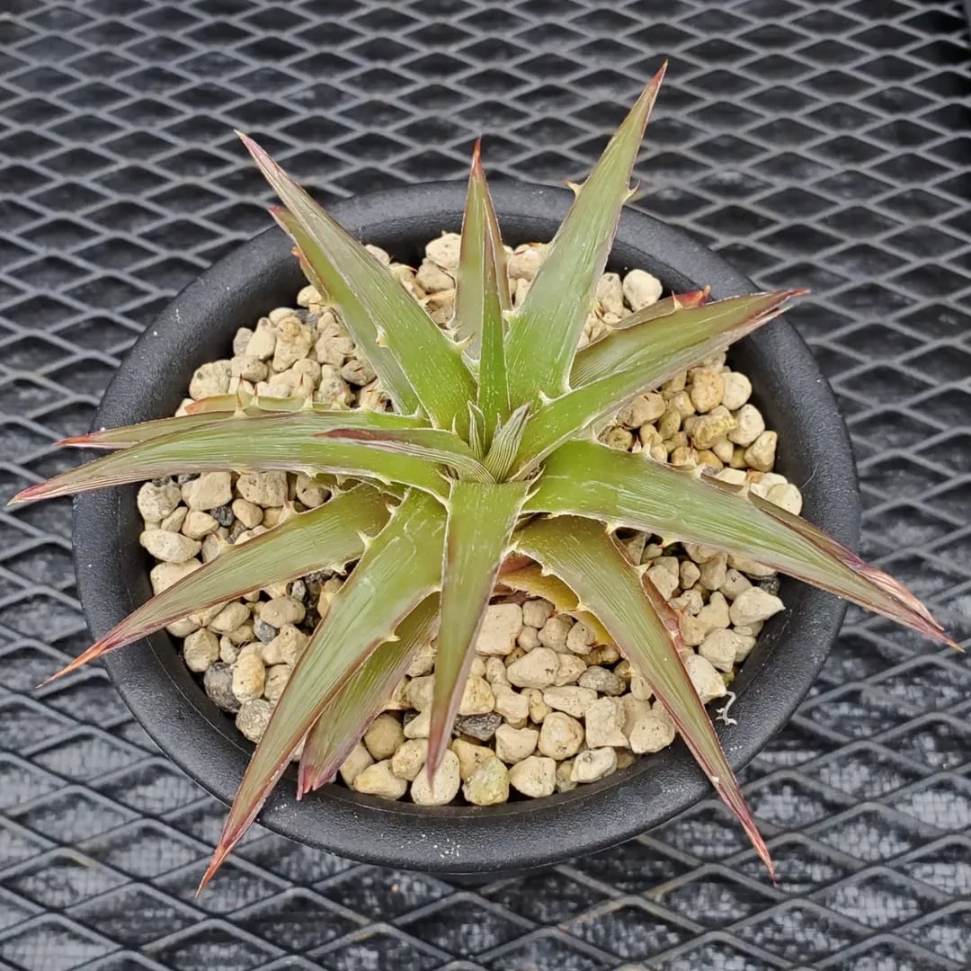 F00463_Dyckia 'Satith'：ディッキア・サティス（子株） | レア