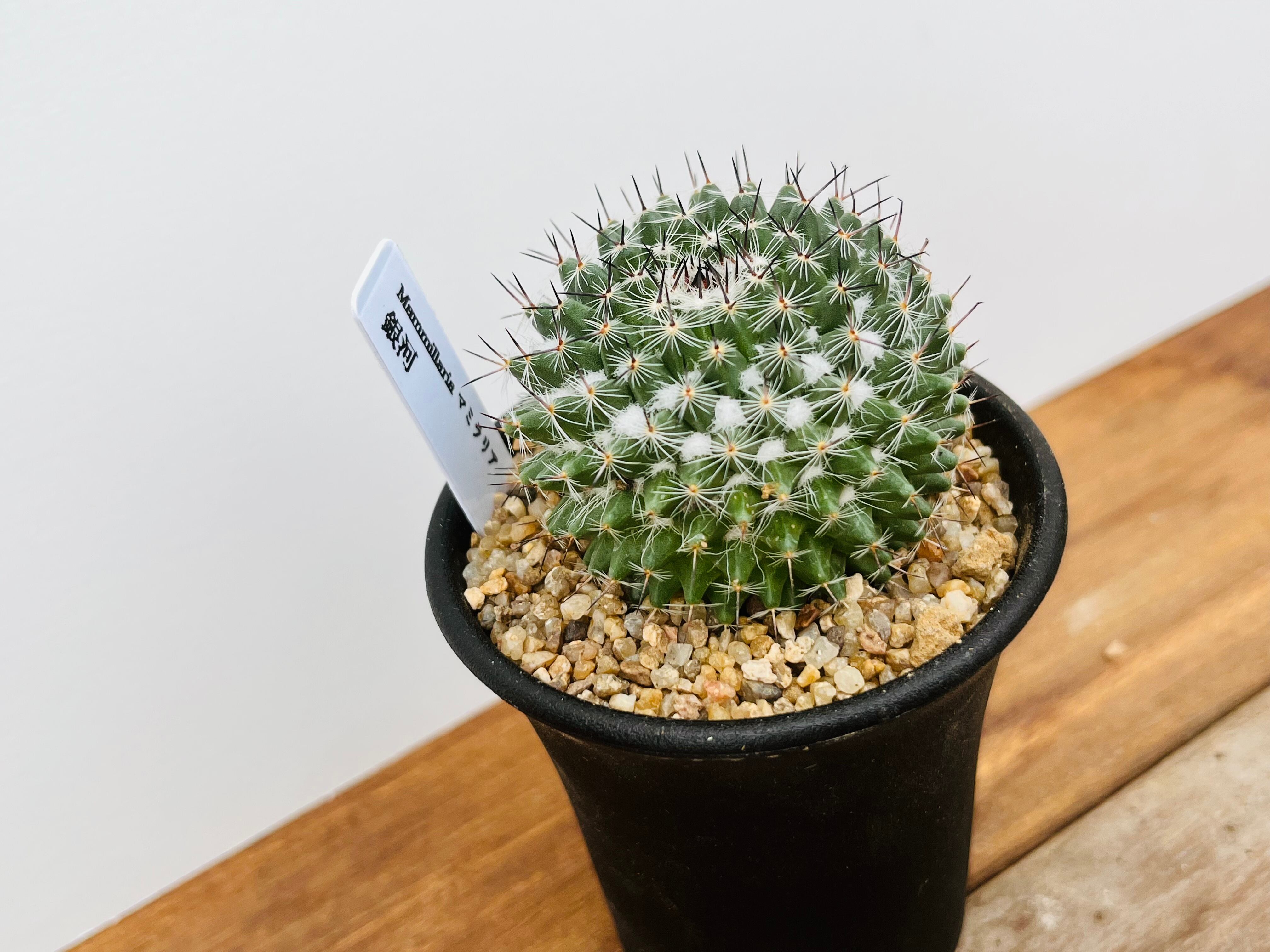 レアサボテンコレクション・マミラリア属・極多毛ブカレンシスinわけけのお店 レアサボテンコレクション・マミラリア属・極多毛ブカレンシスinわけけ