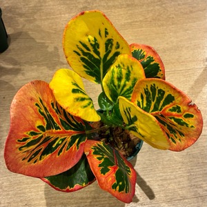【現品】タイ直輸入 クロトン Phra phai 28-1｜黄橙赤の大丸葉
